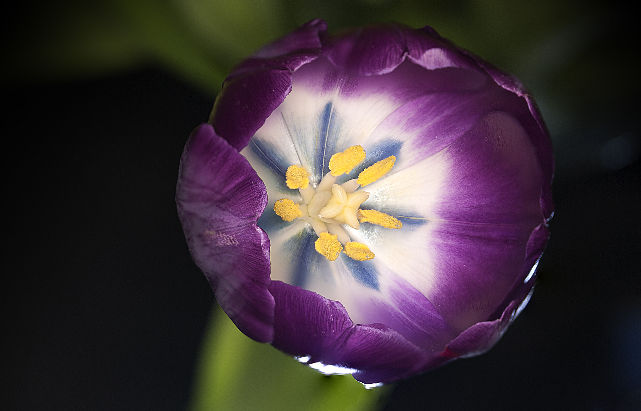Panasonic Leica DG Macro-Elmarit 45mm F2.8 ASPH OIS sample photo. Tulpe photography