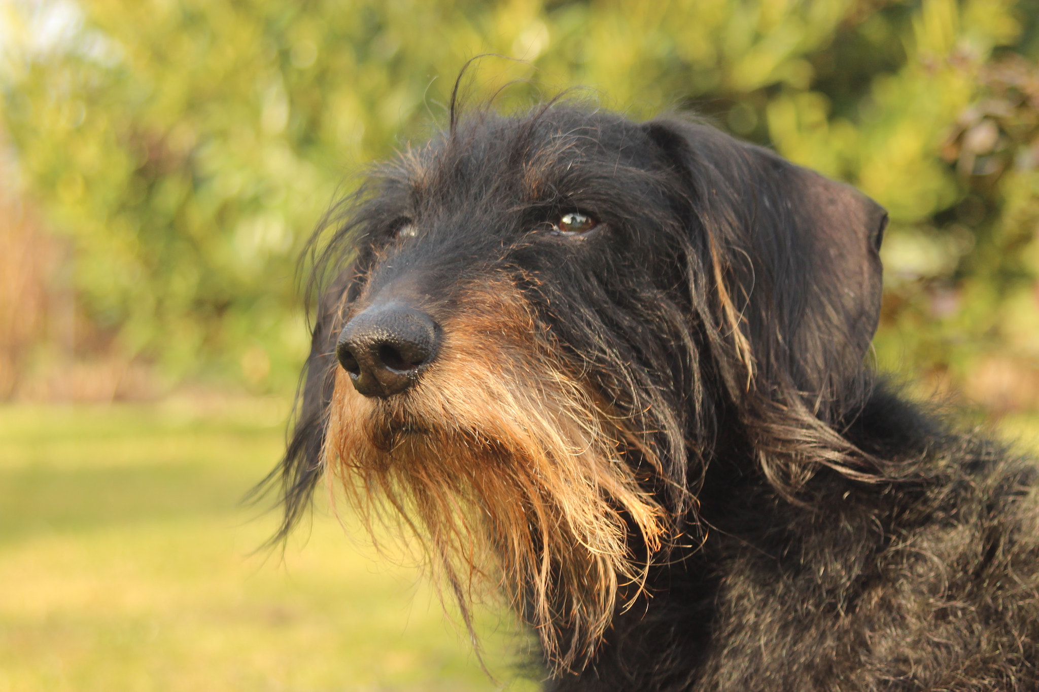 Canon EF 38-76mm f/4.5-5.6 sample photo. Dog of grandma  photography