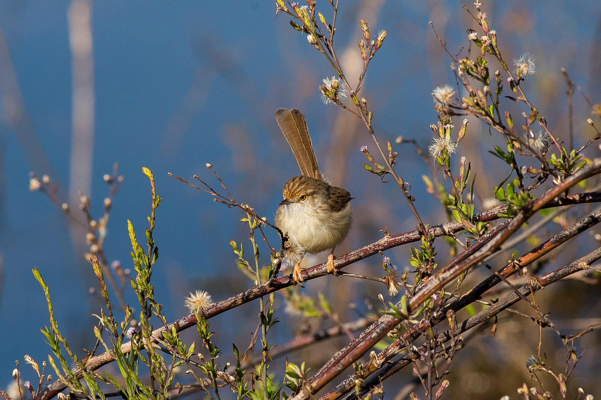 Canon EOS 6D + Canon EF 400mm F5.6L USM sample photo. Graceful prinia photography