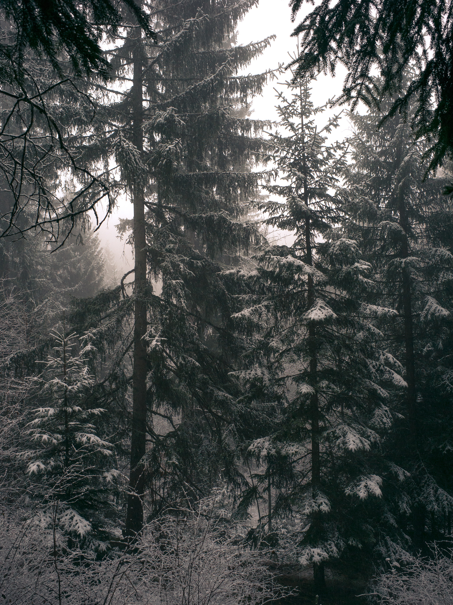 Noctilux-M 1:1/50 sample photo. Forest photography