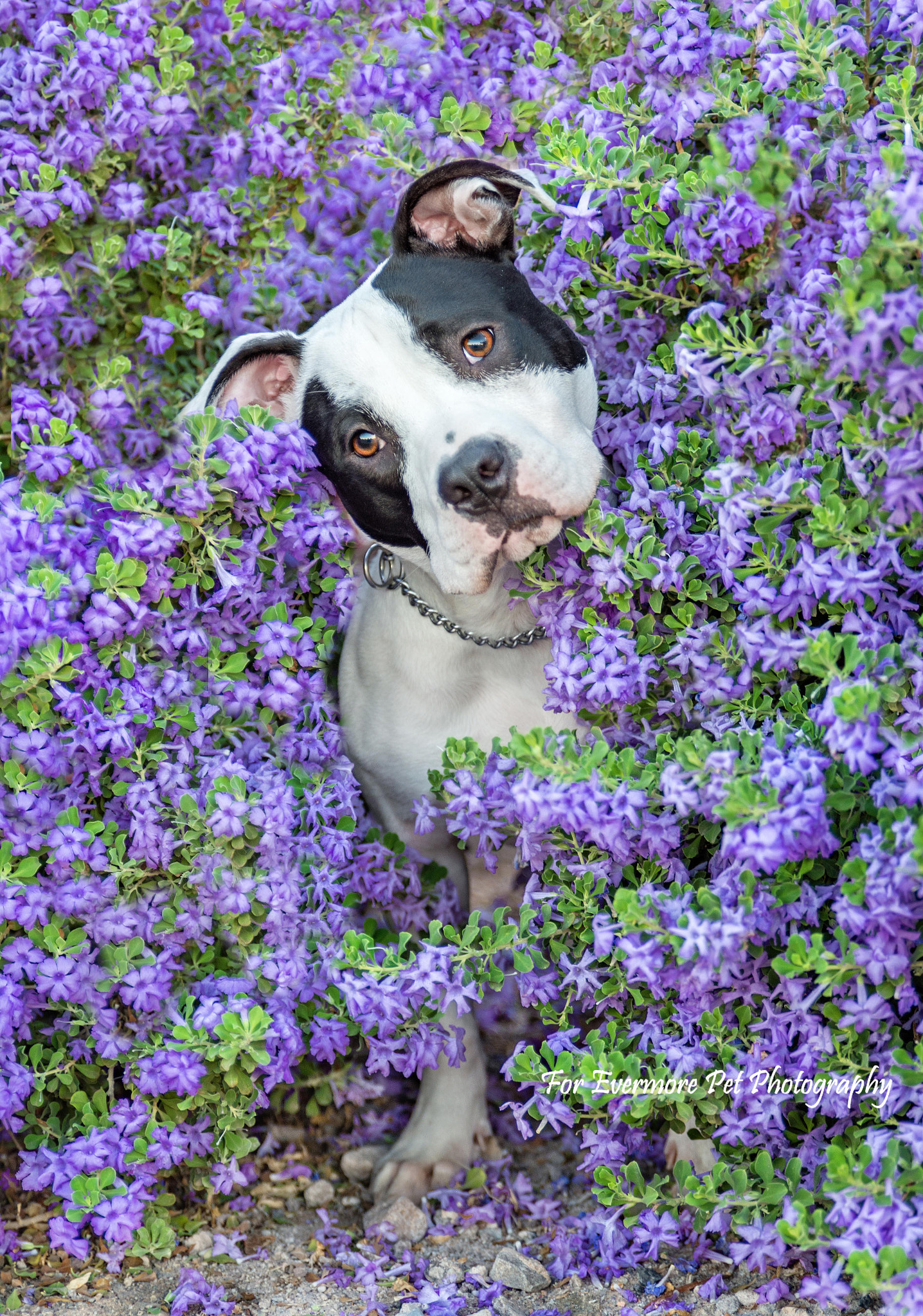 Tamron SP 24-70mm F2.8 Di VC USD sample photo. Nina the pit bull photography