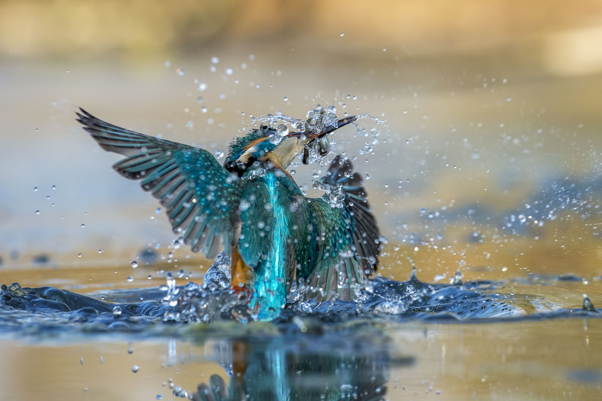 Nikon AF-S Nikkor 70-200mm F4G ED VR sample photo. Fish & drops photography