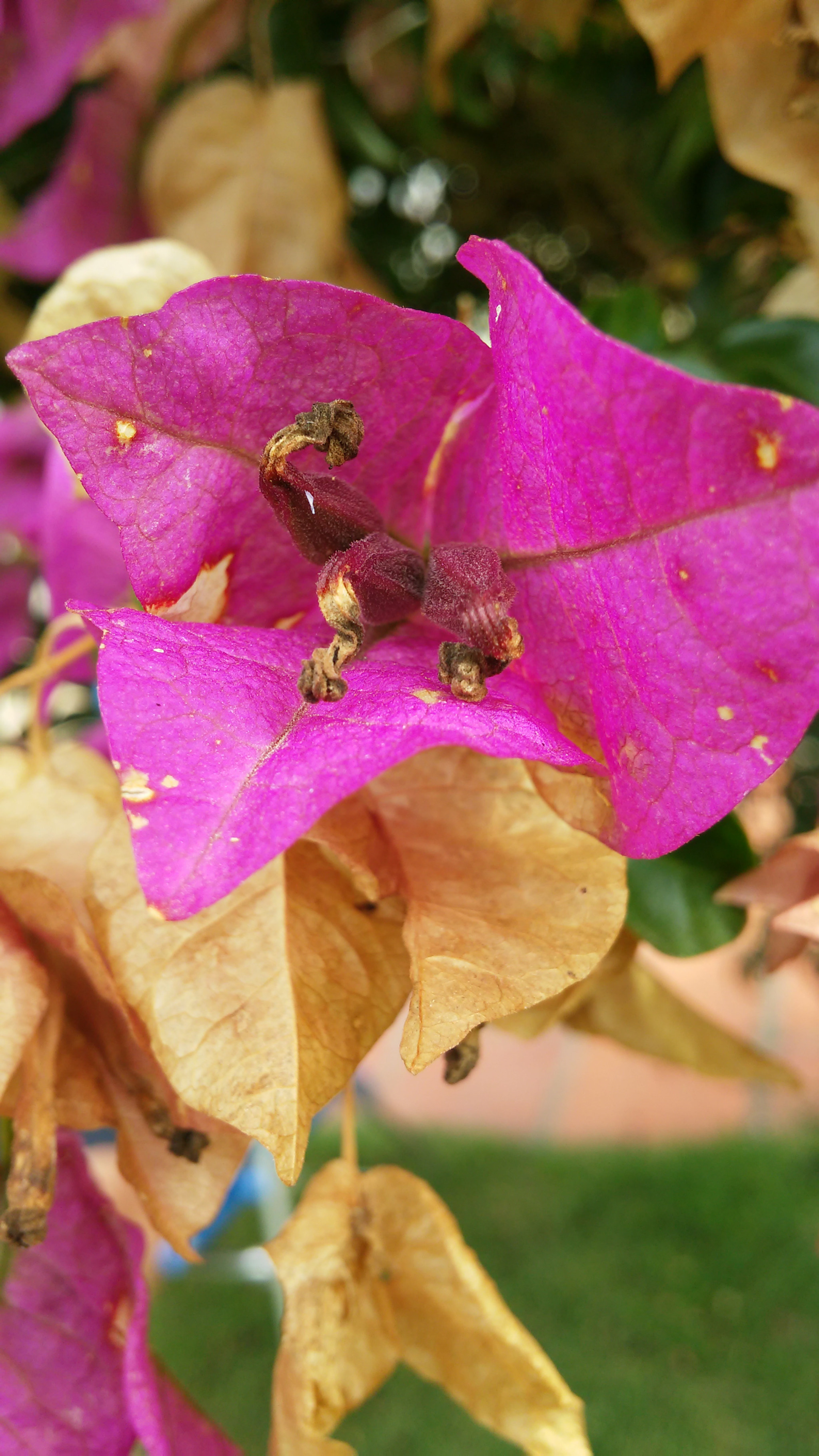 LG D722P sample photo. Pink flower photography