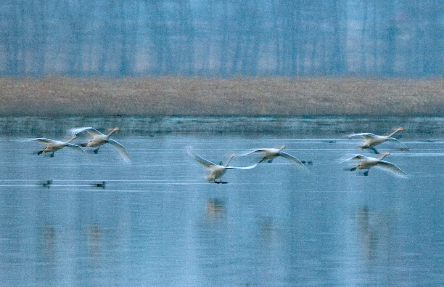 Canon EF 600mm F4L IS II USM sample photo. _50a3756.jpg photography