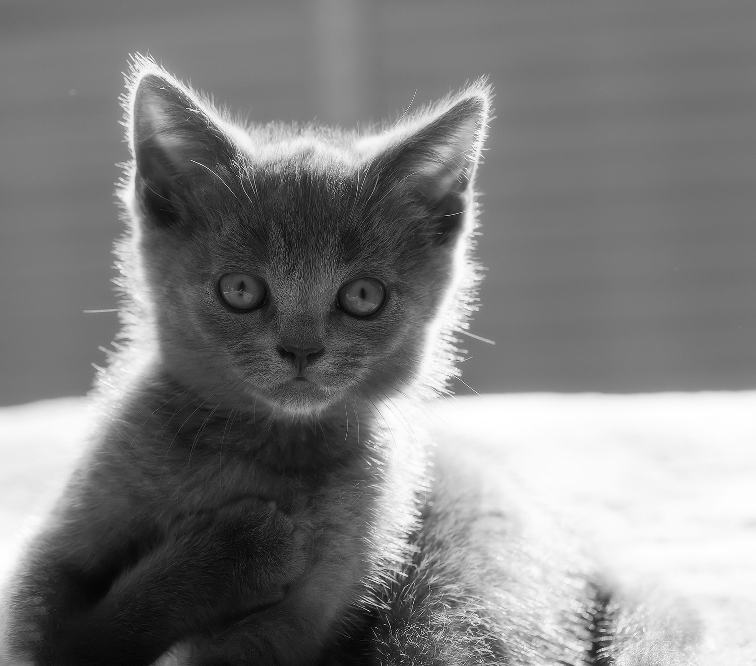Sony Alpha DSLR-A850 + Minolta AF 100mm F2.8 Macro [New] sample photo. Mom i swear i did not do it. photography