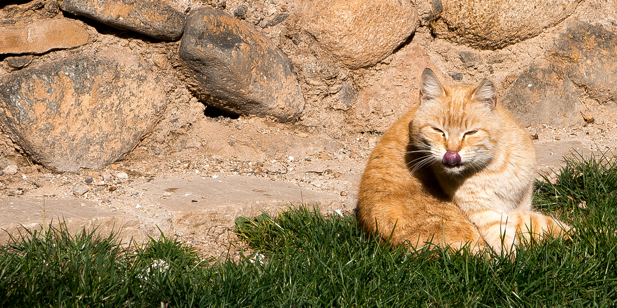 Pentax K-5 + Sigma 17-70mm F2.8-4 DC Macro OS HSM sample photo. Cat chilling photography