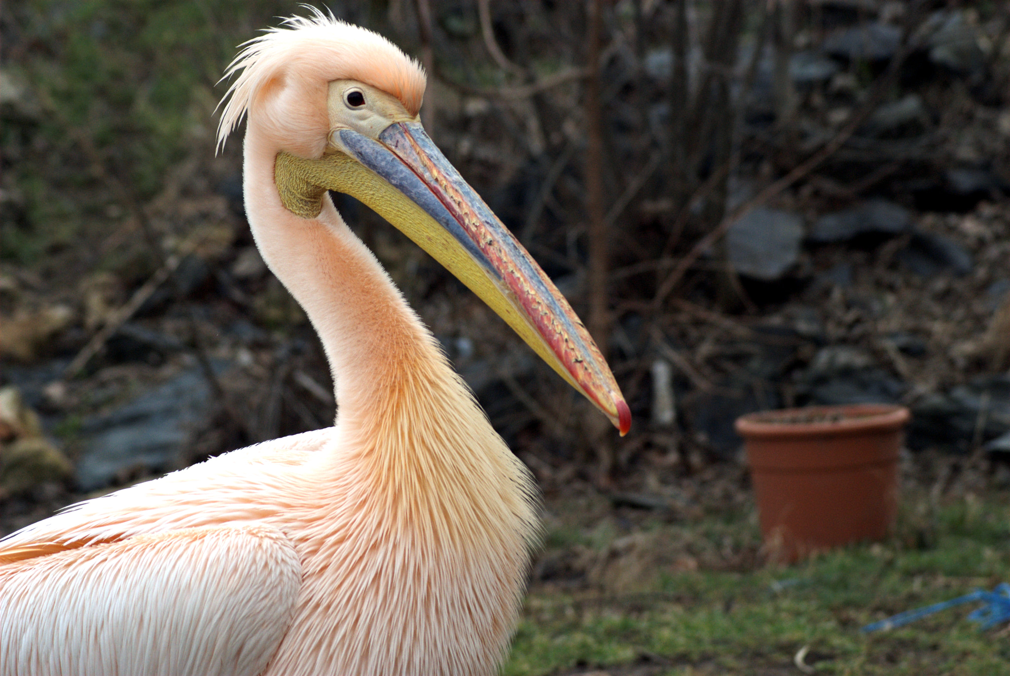 Nikon AF Nikkor 70-300mm F4-5.6G sample photo. Pelican photography