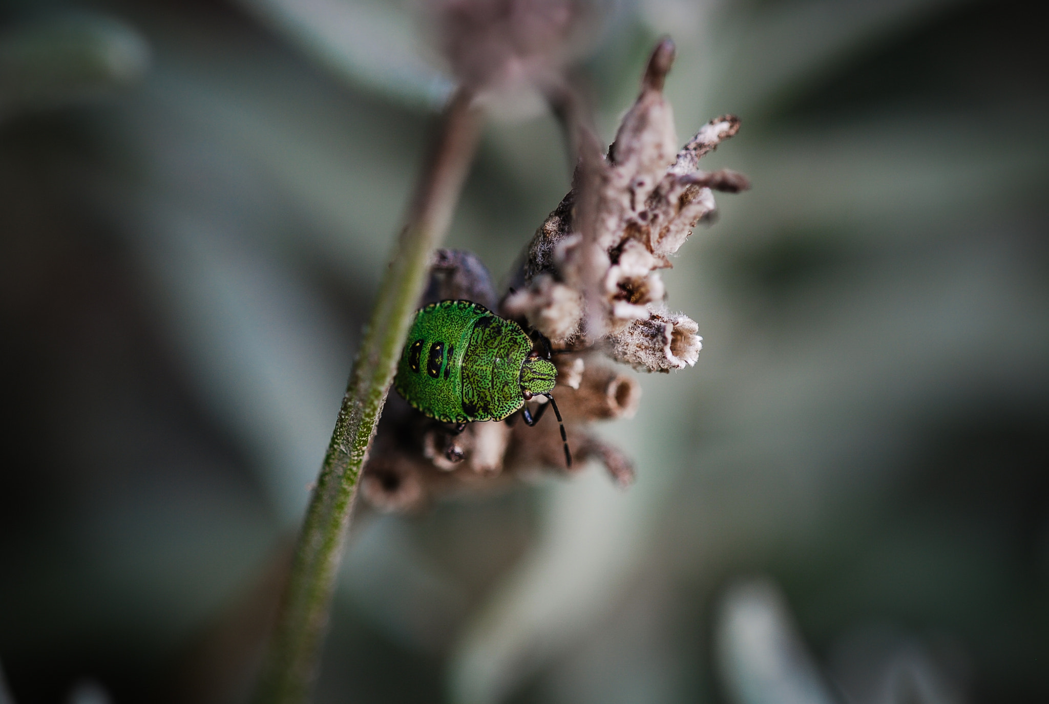 Sigma 150mm F2.8 EX DG Macro HSM sample photo. Just a bug photography