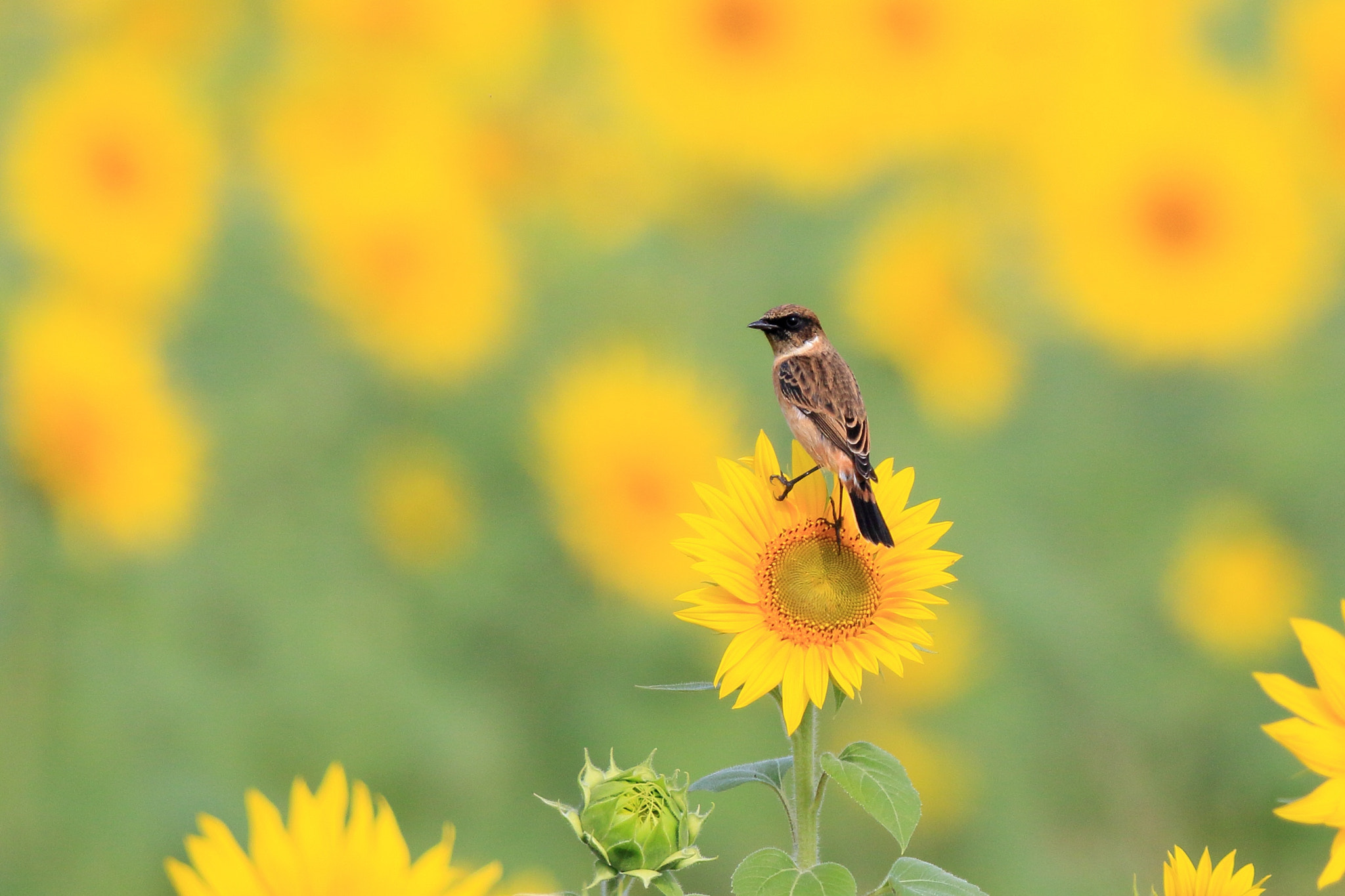 Canon EF 800mm F5.6L IS USM sample photo. ノビタキ   周りに− photography