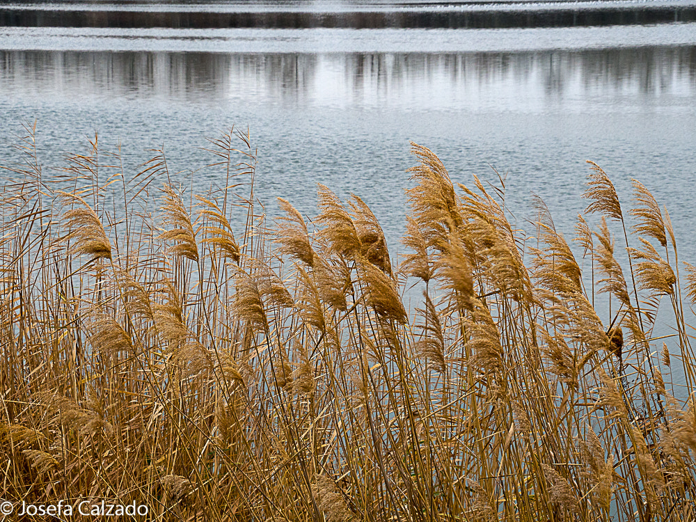 Olympus OM-D E-M10 + Tamron 14-150mm F3.5-5.8 Di III sample photo. Cea el campillo photography