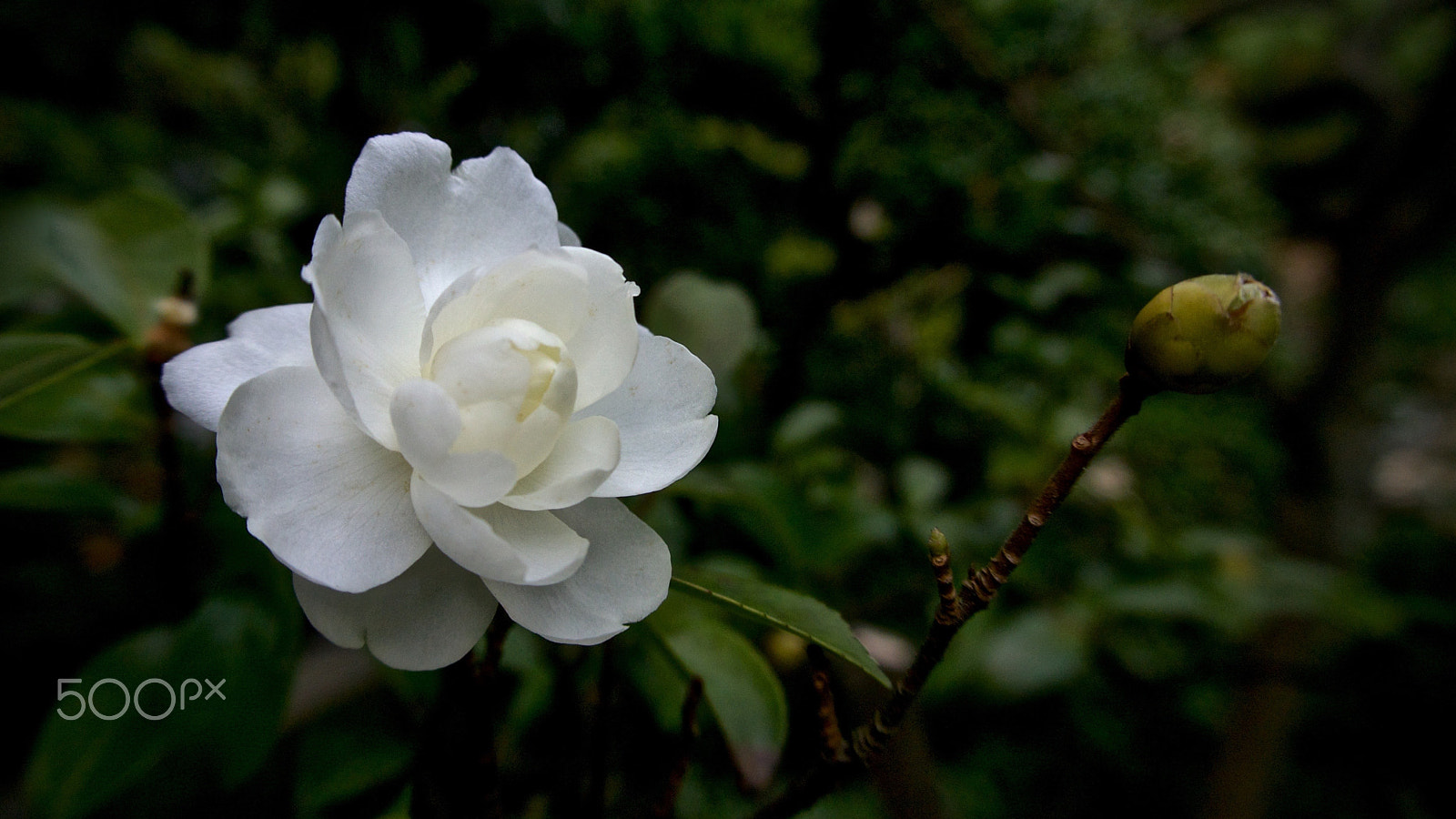 Nikon 1 J2 sample photo. White camellia photography