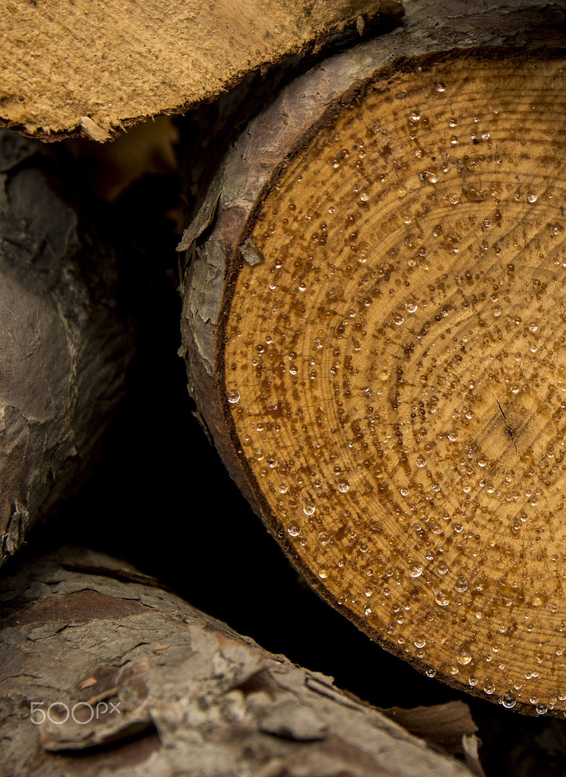 Sigma 17-70mm F2.8-4 DC Macro OS HSM | C sample photo. Wood photography