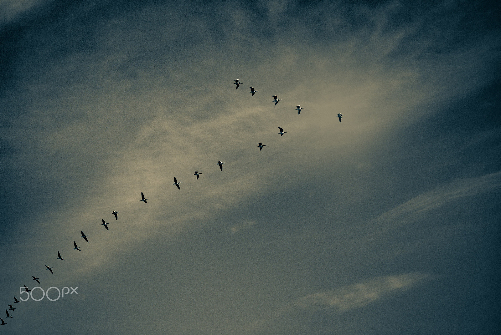 Nikon AF-S Micro-Nikkor 60mm F2.8G ED sample photo. Birds v formation photography