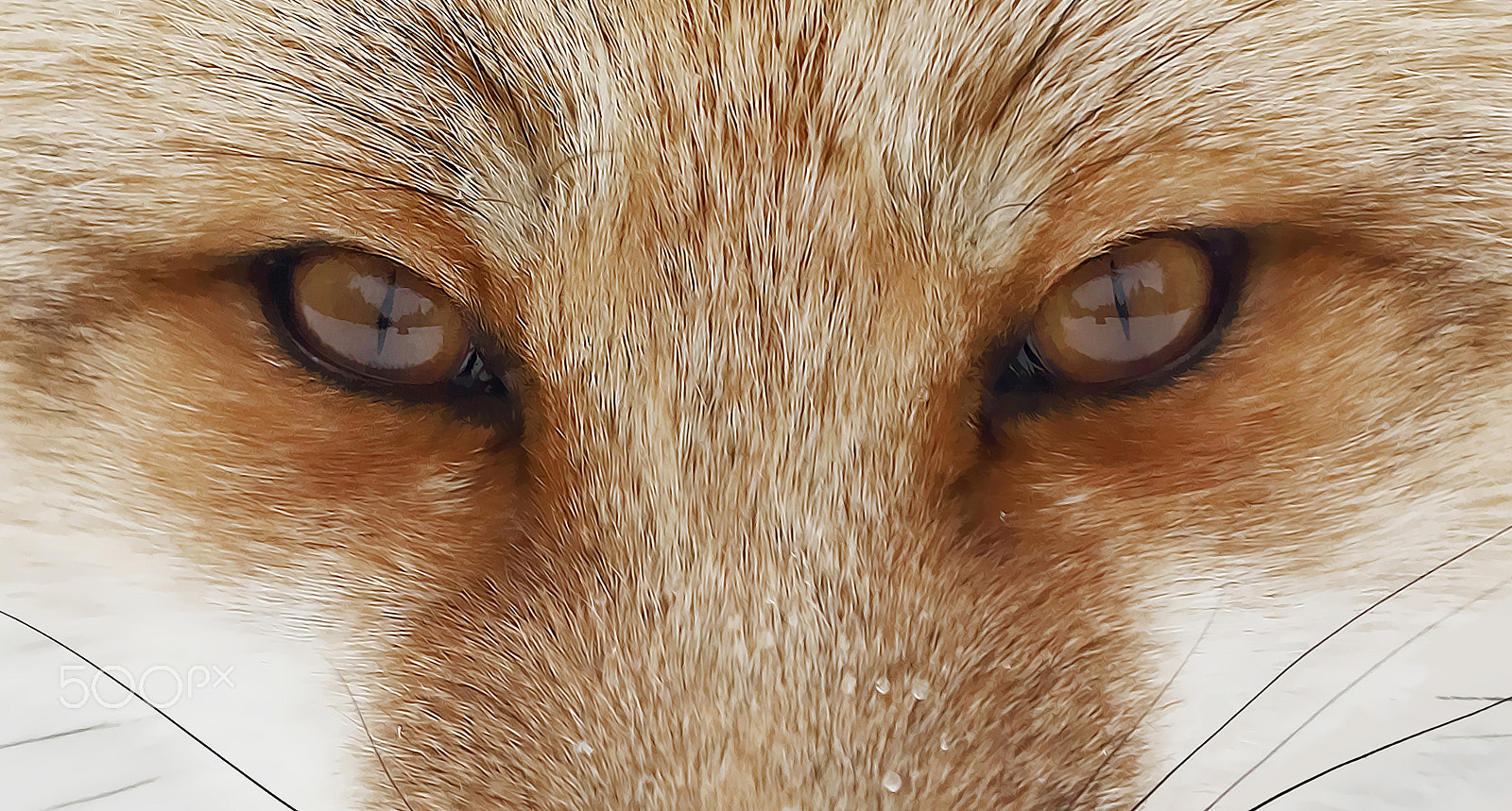 Canon EF 300mm F2.8L IS II USM sample photo. Fox eyes - algonquin park photography