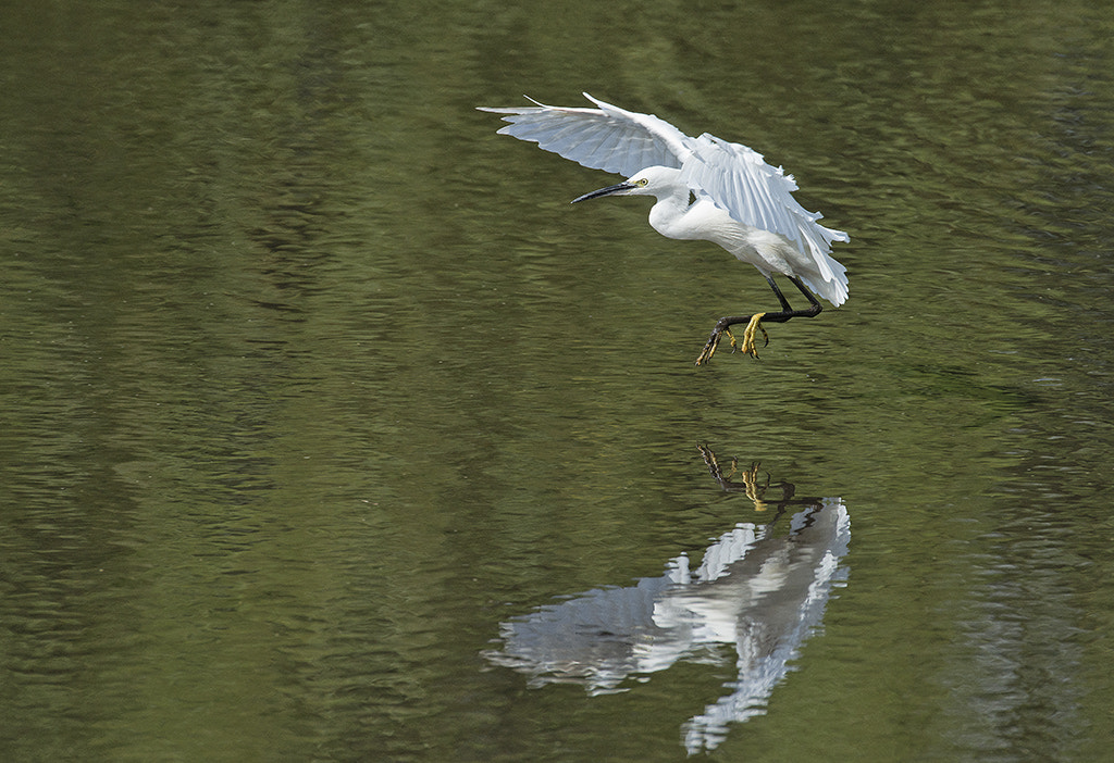 Nikon AF-S Nikkor 600mm F4D ED-IF II sample photo. Little egret photography