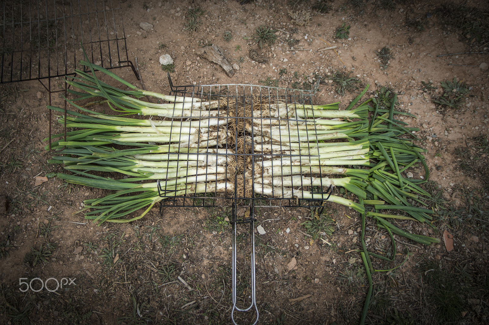 Sigma 17-70mm F2.8-4 DC Macro OS HSM | C sample photo. Calçots photography