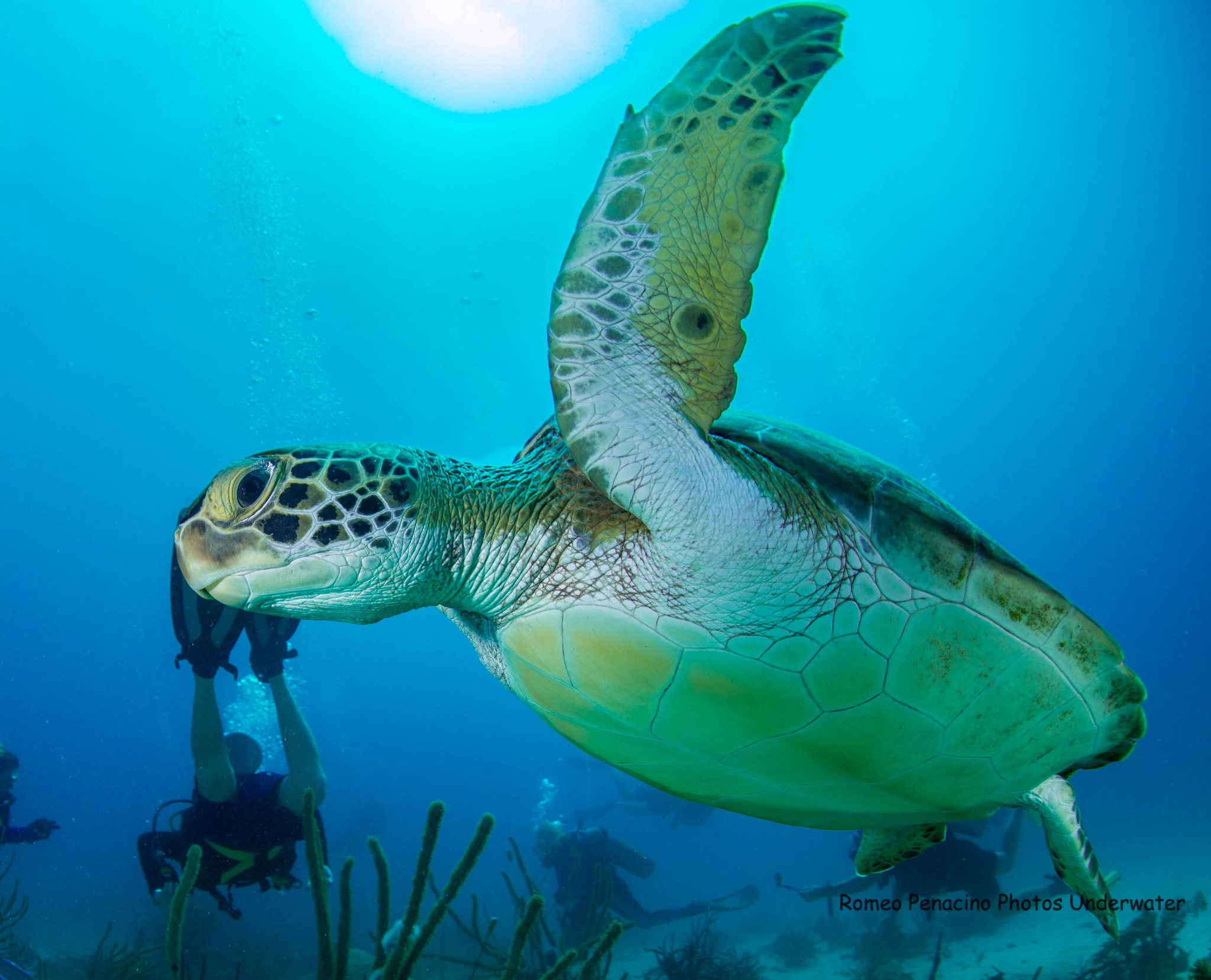 Nikon D600 + Sigma 15mm F2.8 EX DG Diagonal Fisheye sample photo. Aruba turtle photography