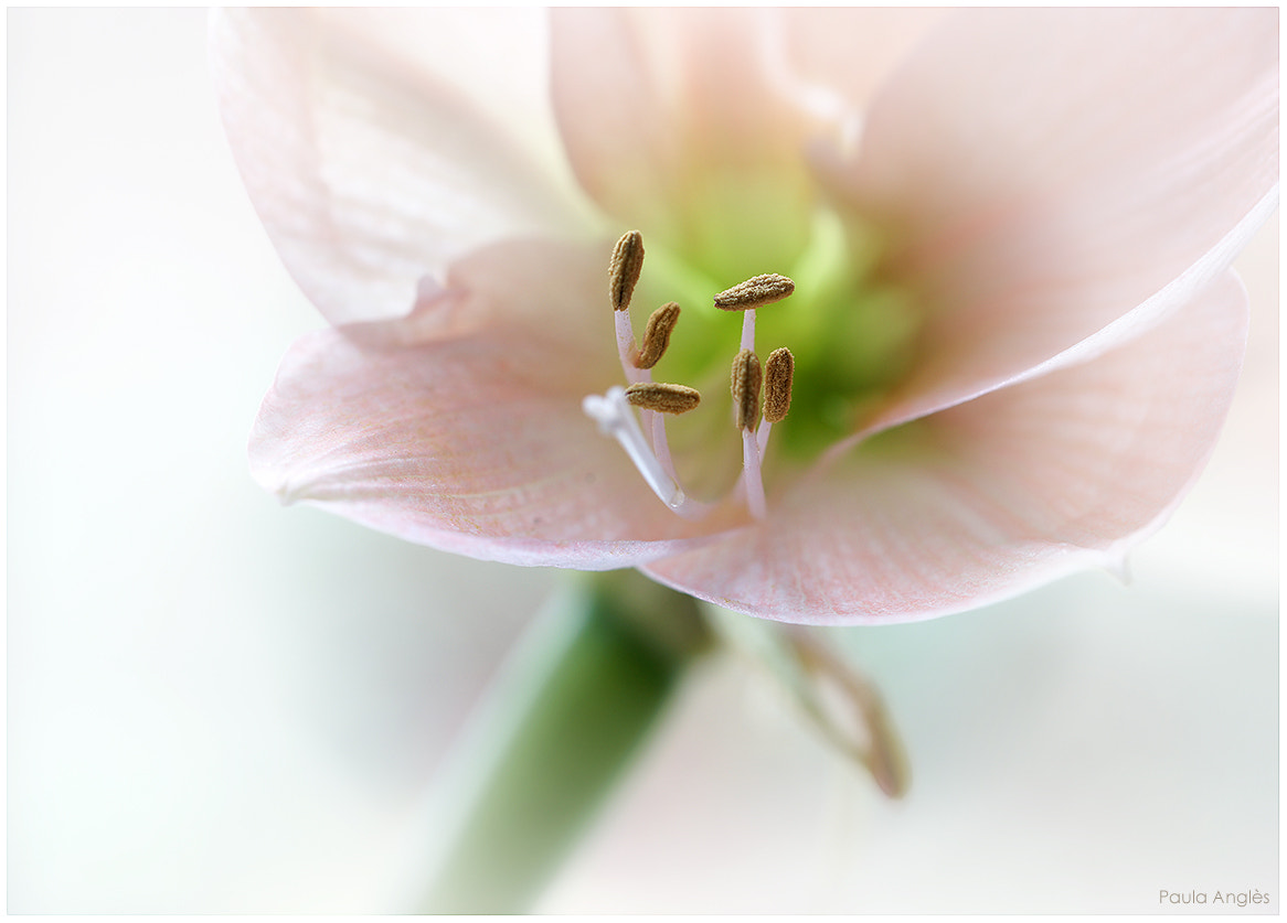 Sony a99 II + 90mm F2.8 Macro SSM sample photo. Amaryllis photography