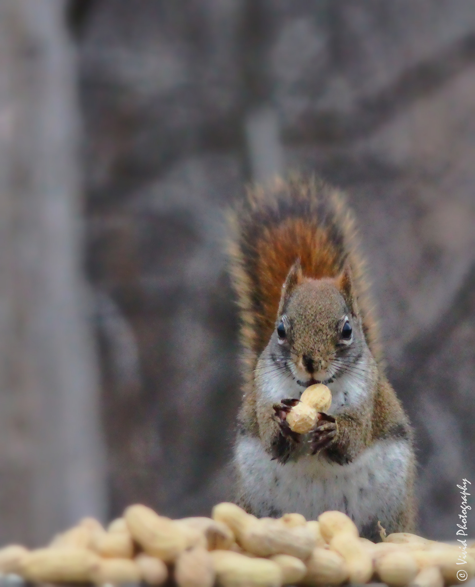 Sigma 150-500mm F5-6.3 DG OS HSM sample photo. Red tail squirrel e photography