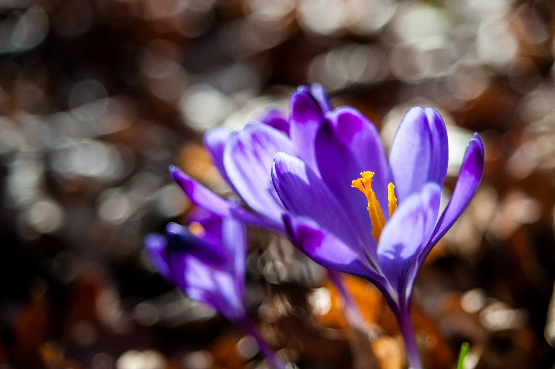 AF Zoom-Nikkor 35-105mm f/3.5-4.5 sample photo. Crocus photography
