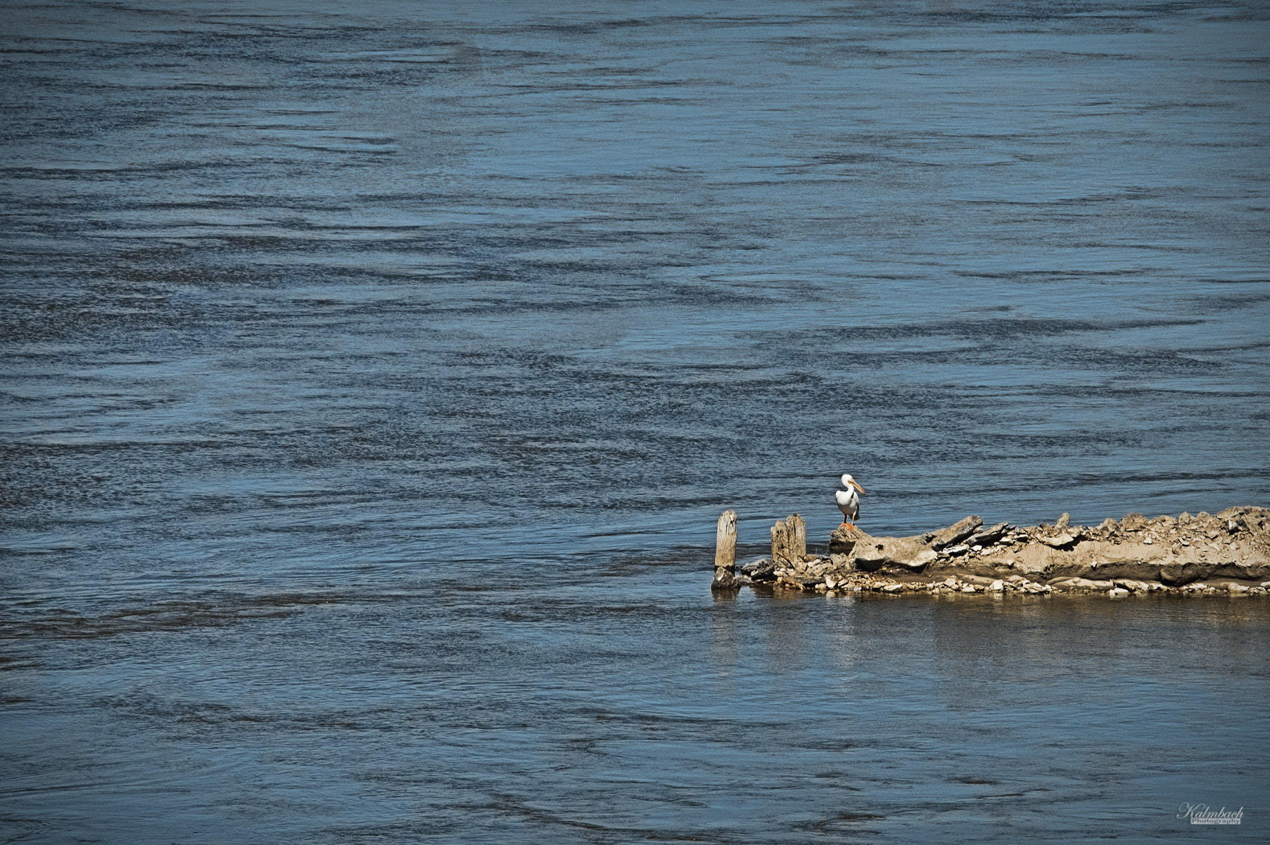Nikon D50 sample photo. Pelican photography