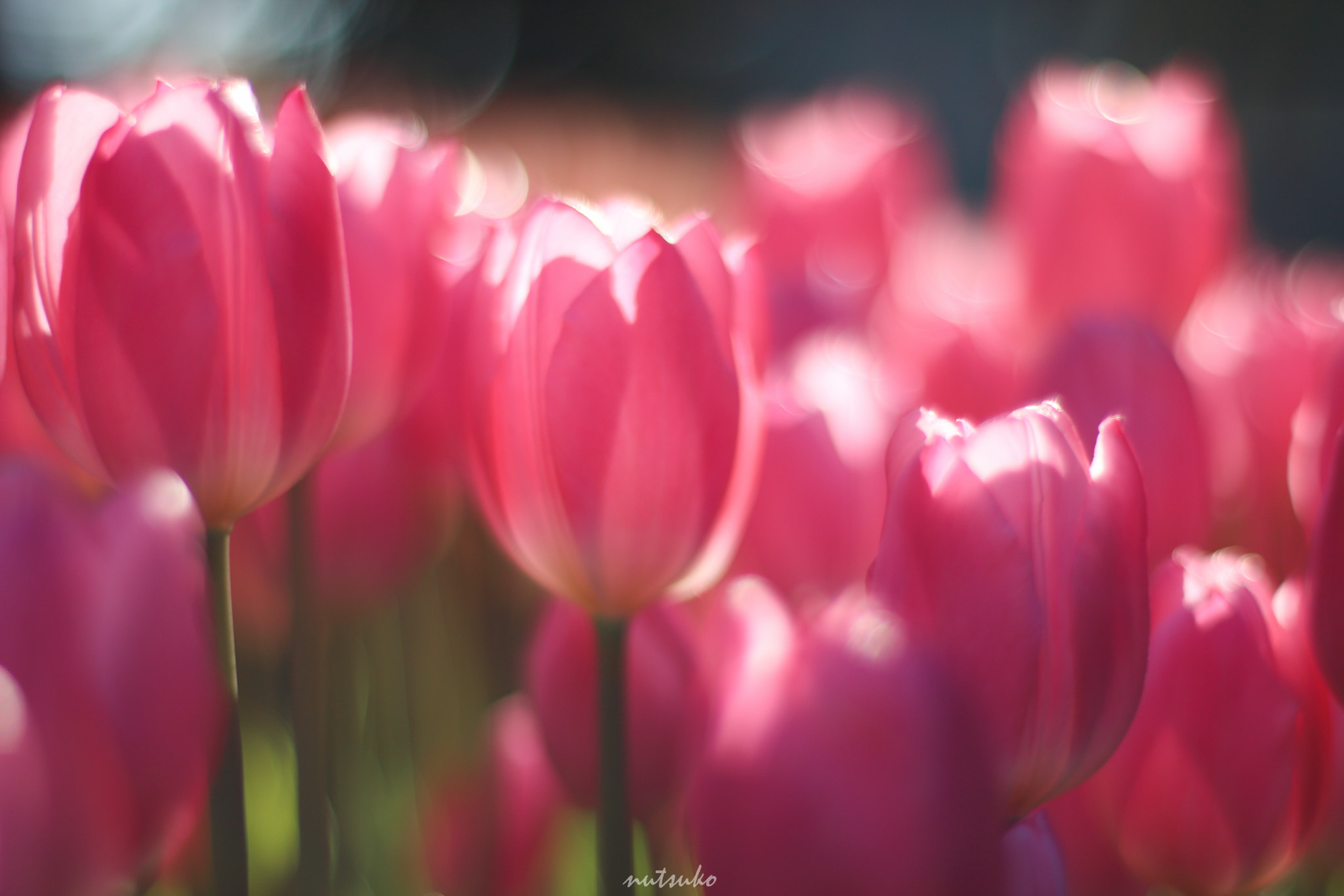 Canon EOS 70D + ZEISS Planar T* 50mm F1.4 sample photo. Winter tulips photography