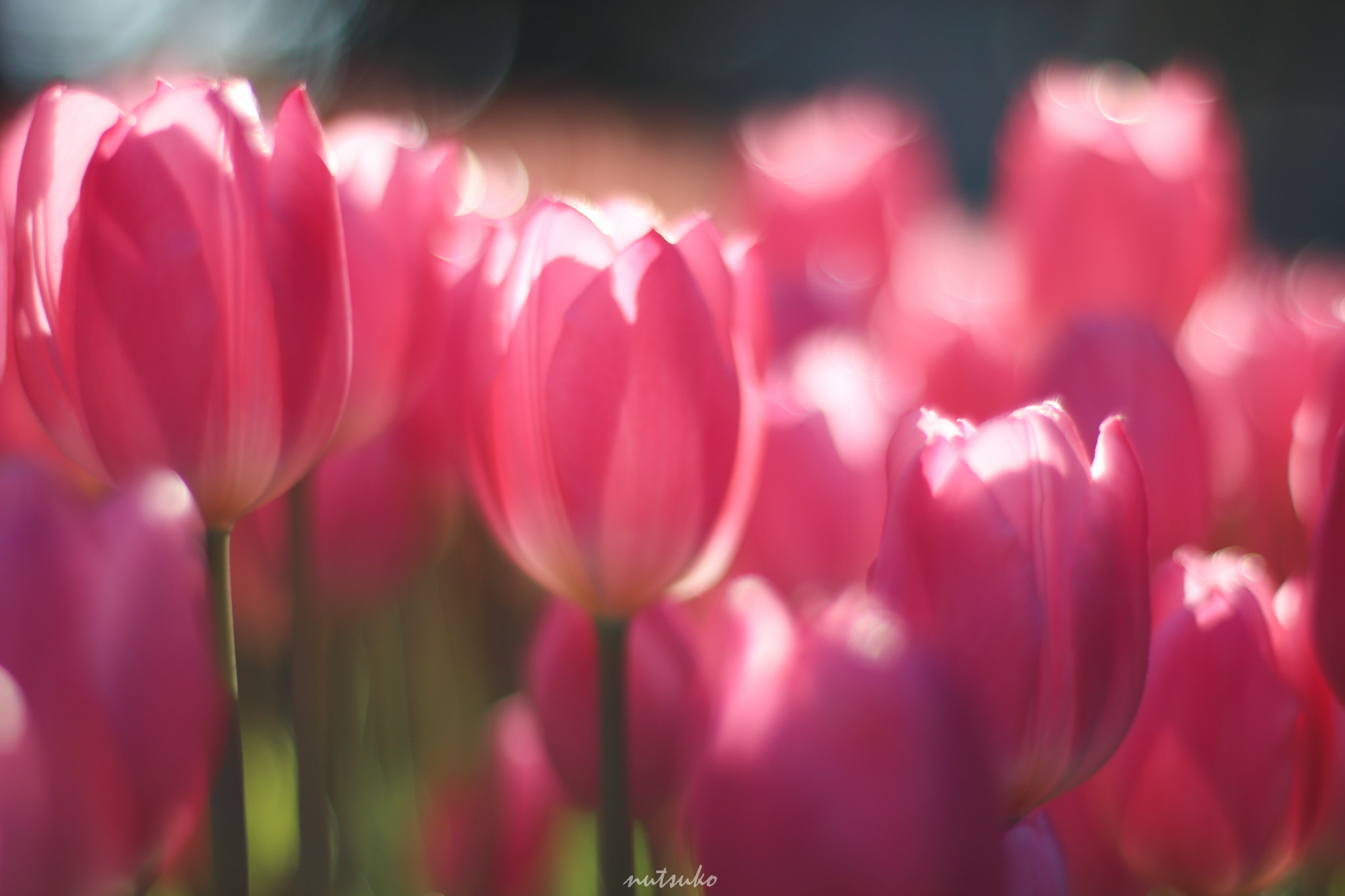 ZEISS Planar T* 50mm F1.4 sample photo. Winter tulips photography