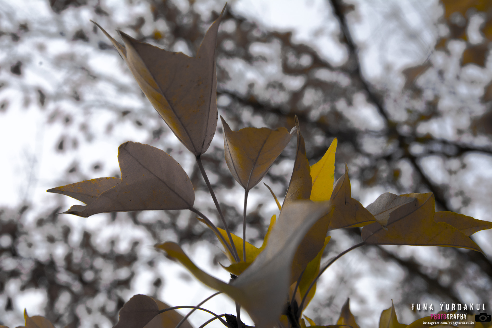 Nikon D7100 + Sigma 18-50mm F2.8 EX DC Macro sample photo. Copy photography