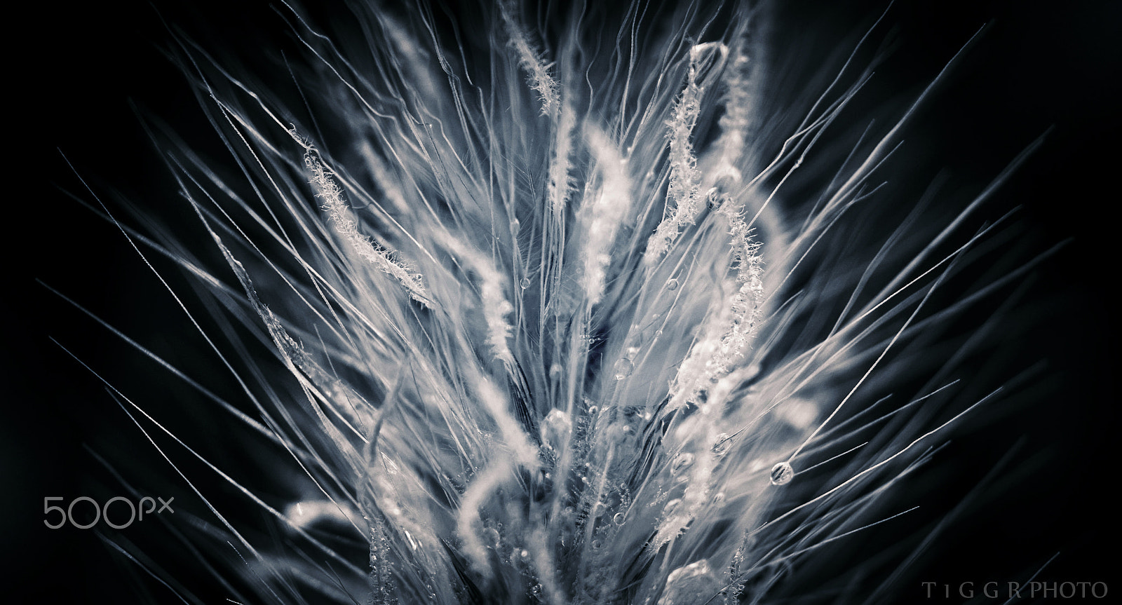 Samsung NX30 + Samsung NX 60mm F2.8 Macro ED OIS SSA sample photo. Droplets photography