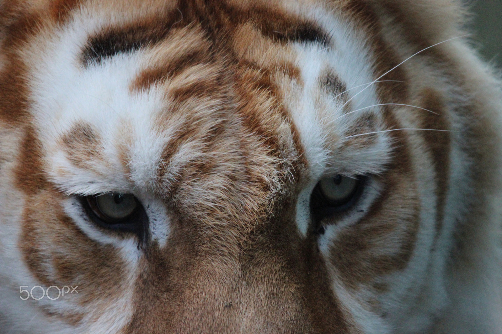 Sigma 150-500mm F5-6.3 DG OS HSM sample photo. Bengal tiger photography