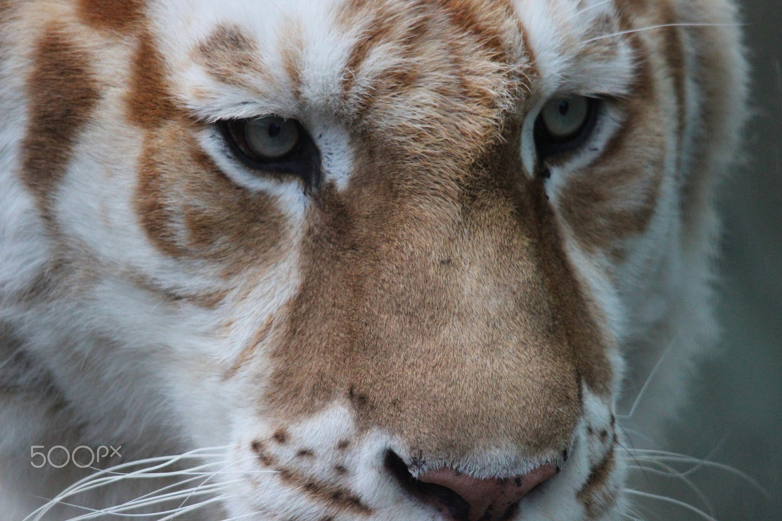 Sigma 150-500mm F5-6.3 DG OS HSM sample photo. Bengal tiger photography