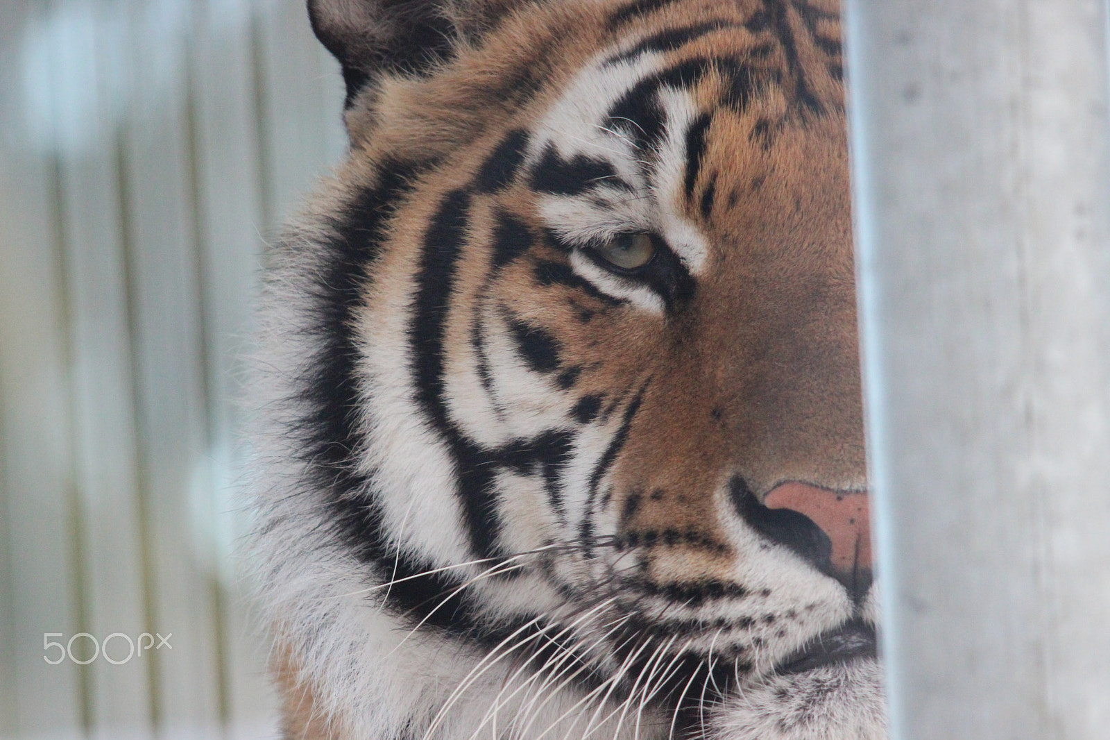 Sigma 150-500mm F5-6.3 DG OS HSM sample photo. Bengal tiger photography
