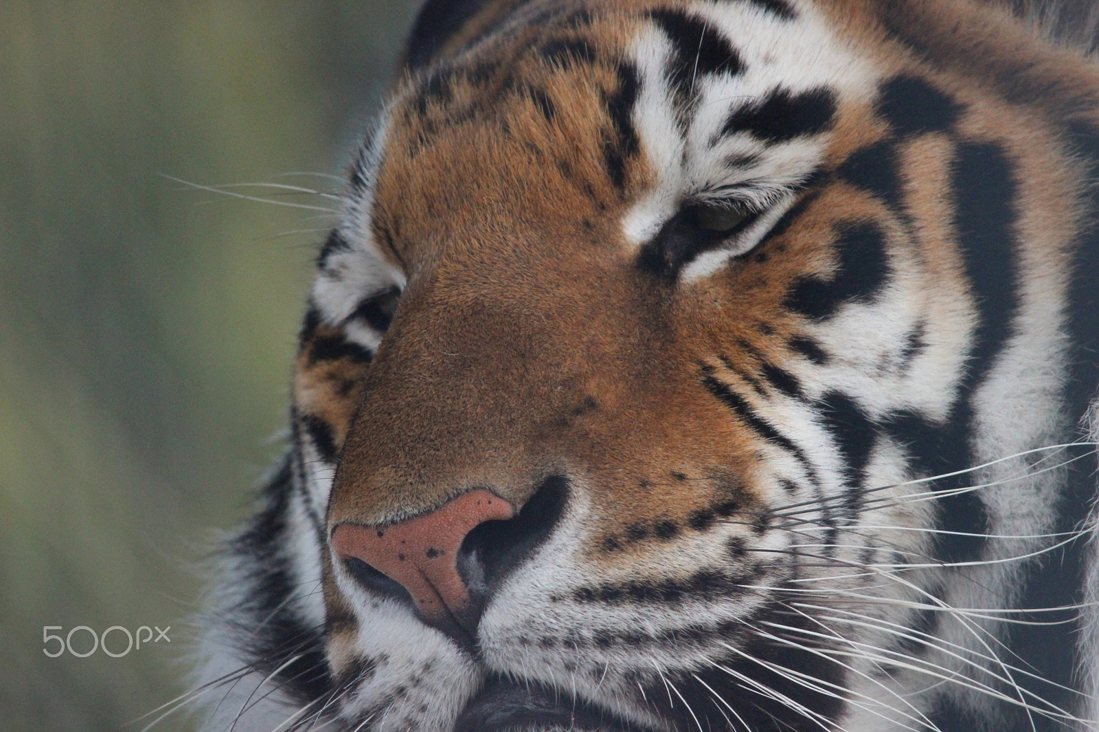 Sigma 150-500mm F5-6.3 DG OS HSM sample photo. Bengal tiger photography