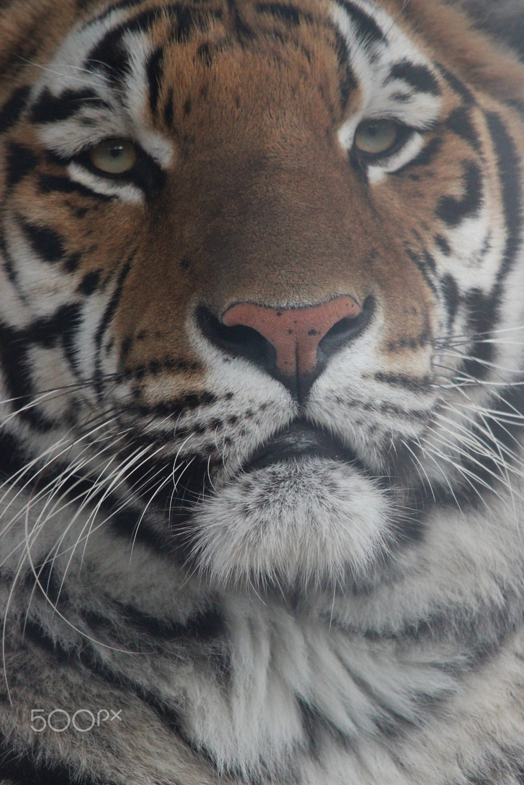 Sigma 150-500mm F5-6.3 DG OS HSM sample photo. Bengal tiger photography