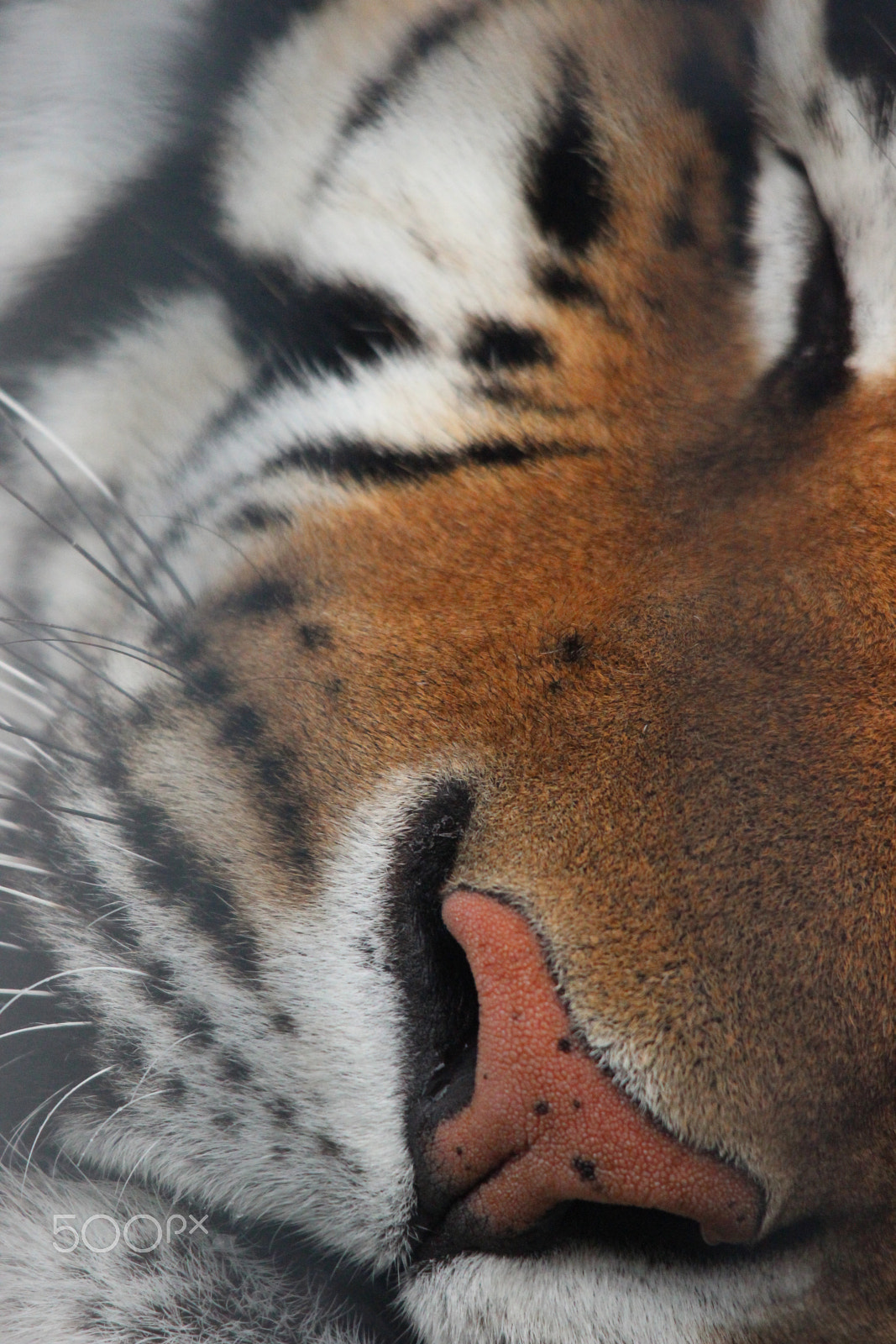 Sigma 150-500mm F5-6.3 DG OS HSM sample photo. Bengal tiger photography