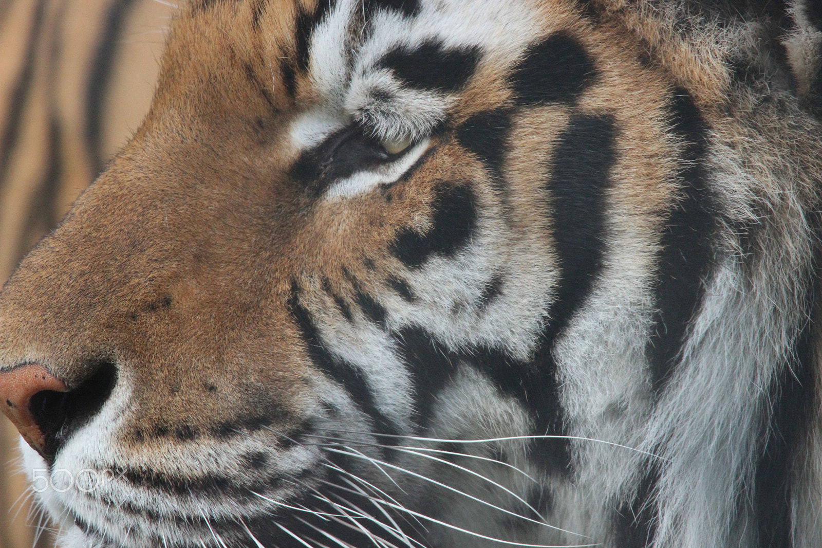 Sigma 150-500mm F5-6.3 DG OS HSM sample photo. Bengal tiger photography