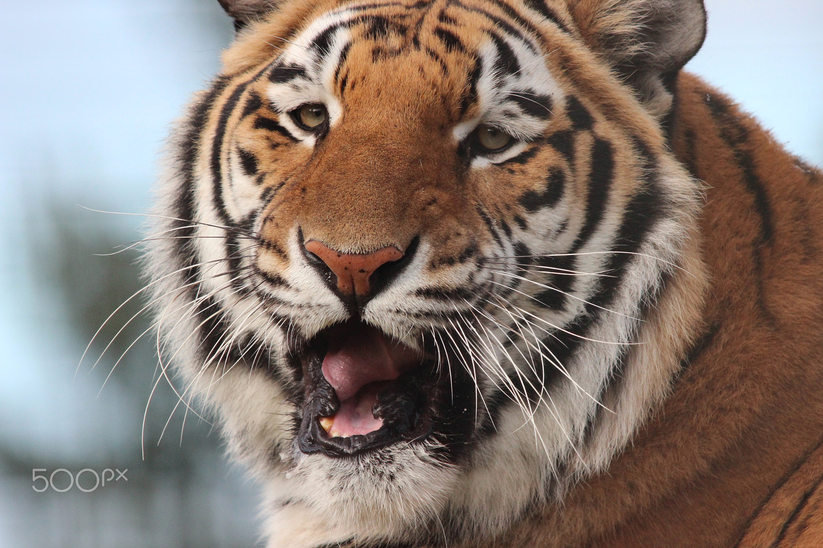 Sigma 150-500mm F5-6.3 DG OS HSM sample photo. Bengal tiger photography