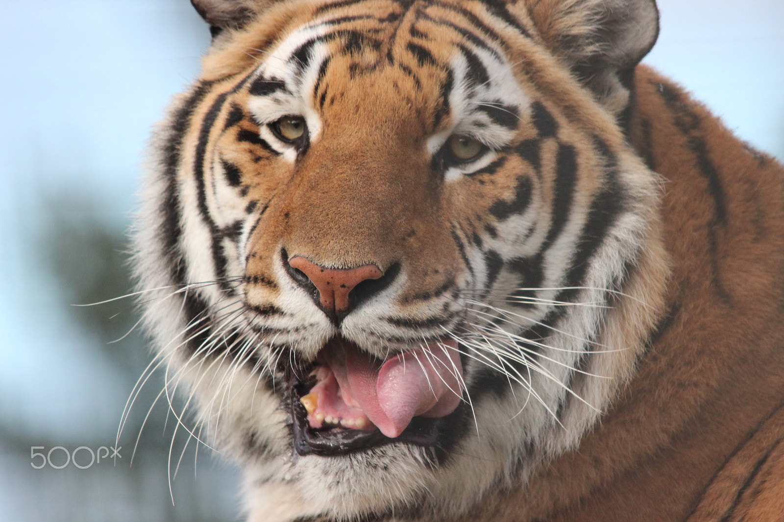 Sigma 150-500mm F5-6.3 DG OS HSM sample photo. Bengal tiger photography