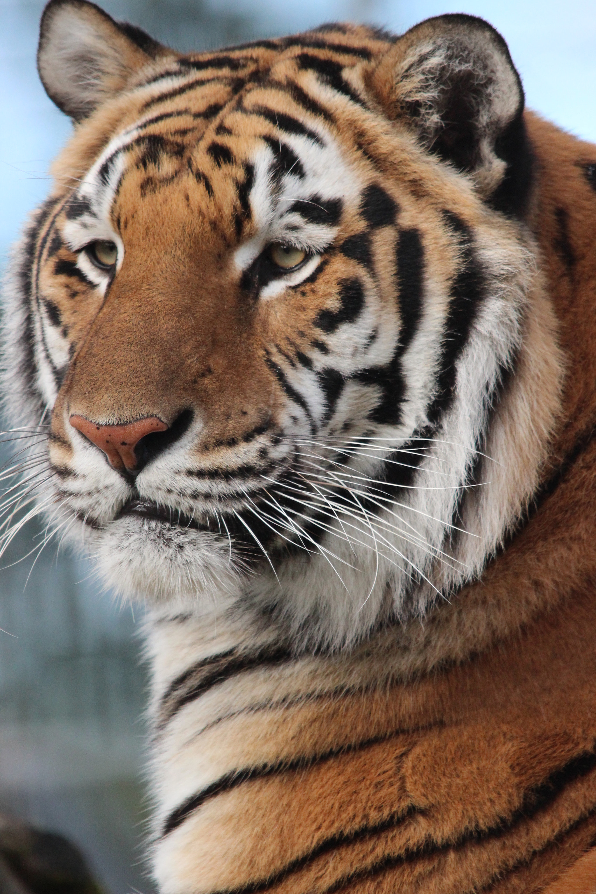 Sigma 150-500mm F5-6.3 DG OS HSM sample photo. Bengal tiger photography