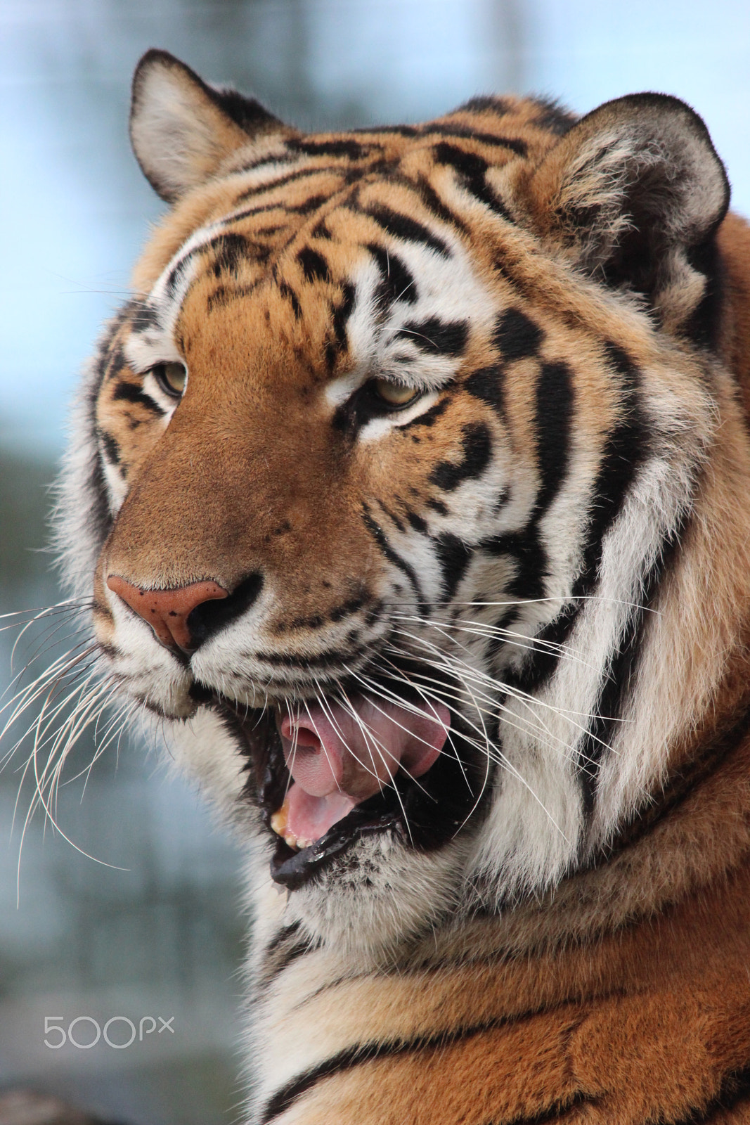 Sigma 150-500mm F5-6.3 DG OS HSM sample photo. Bengal tiger photography