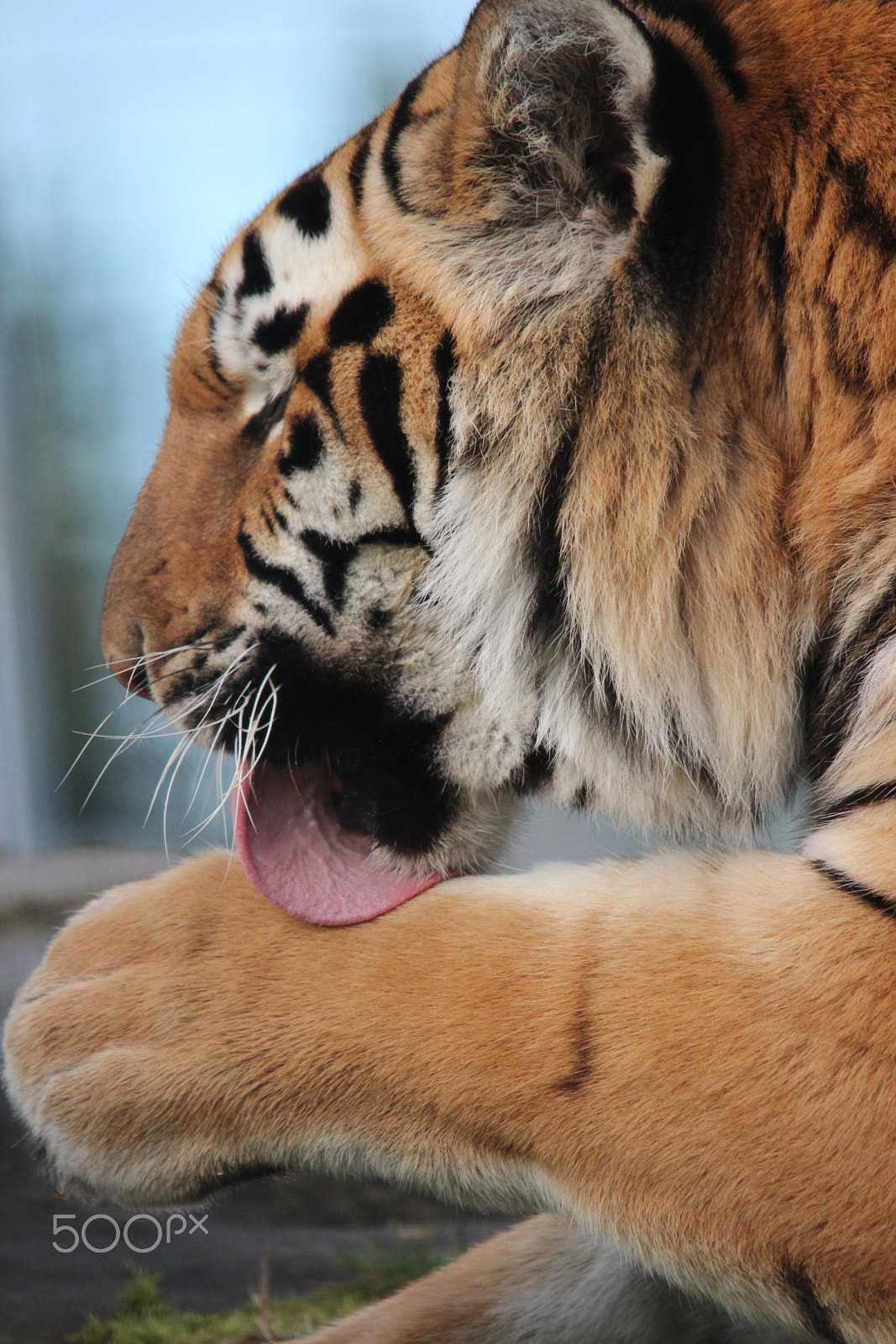 Sigma 150-500mm F5-6.3 DG OS HSM sample photo. Bengal tiger photography