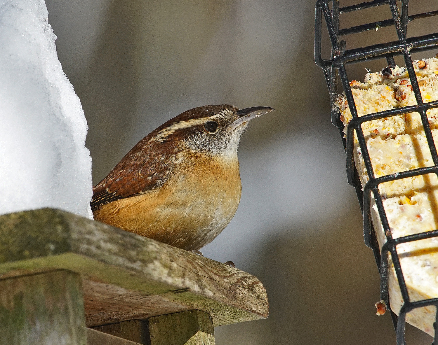 100-400mm F4.5-5.6 G SSM OSS sample photo. House wren photography