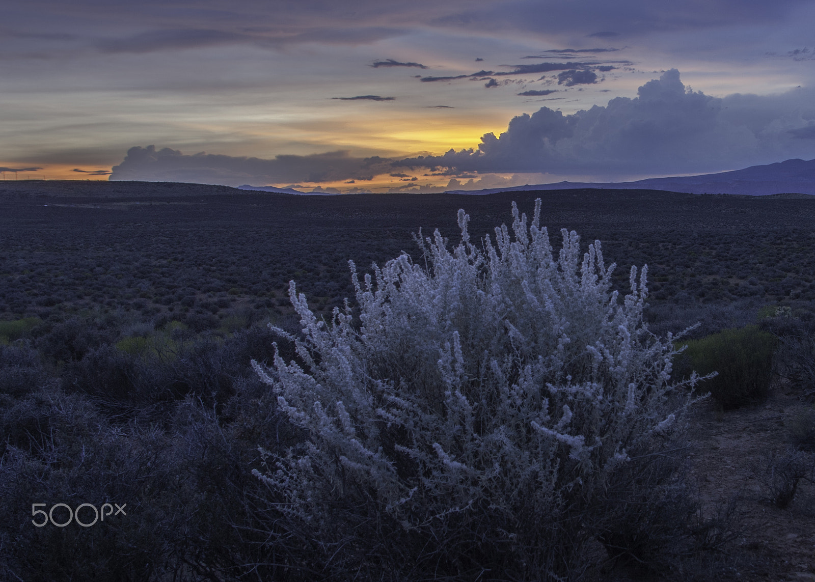 Canon EF 17-35mm f/2.8L sample photo. Winterfat plant at sunset photography