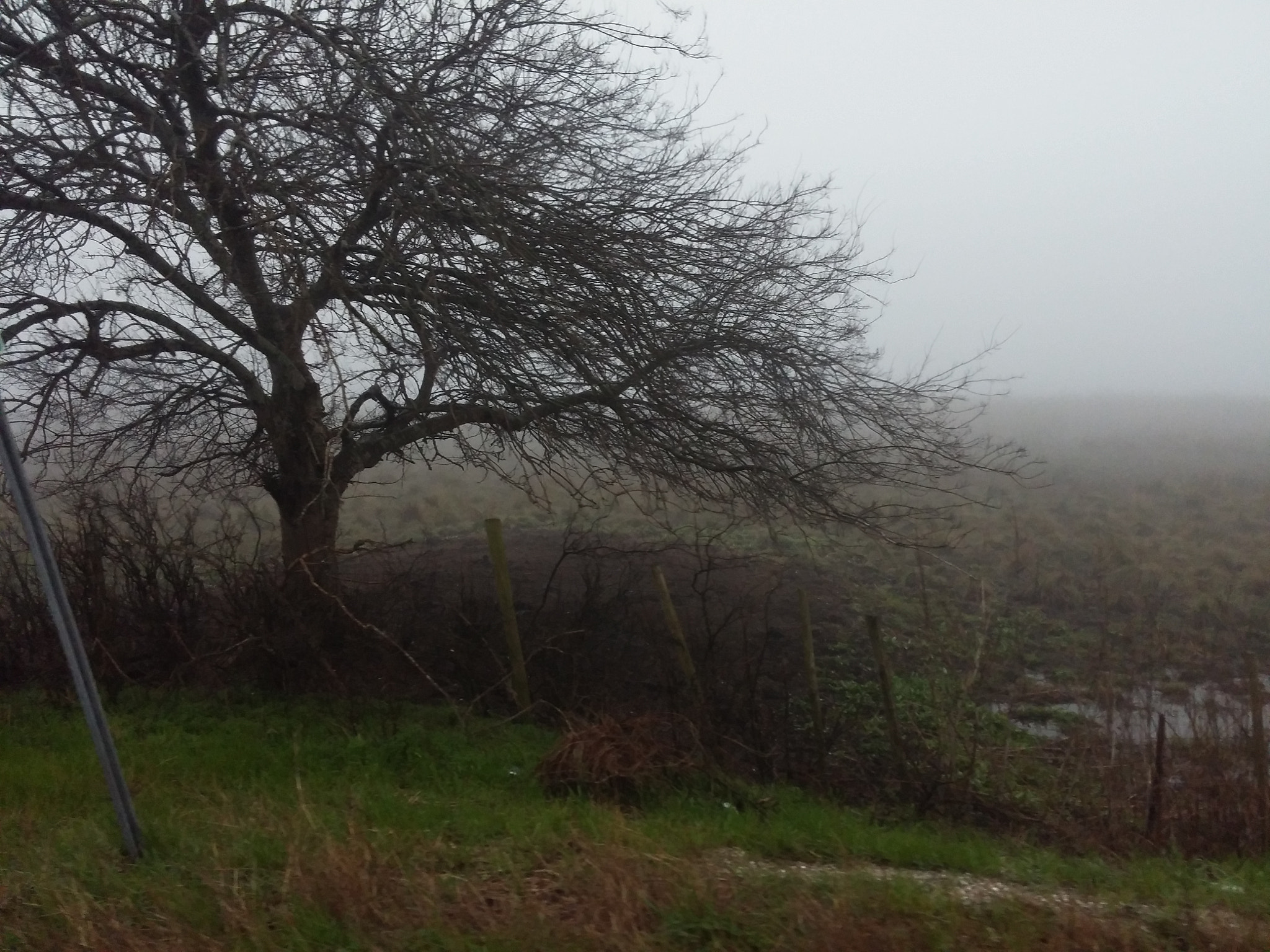 LG G FLEX sample photo. Lonely tree in the fog photography