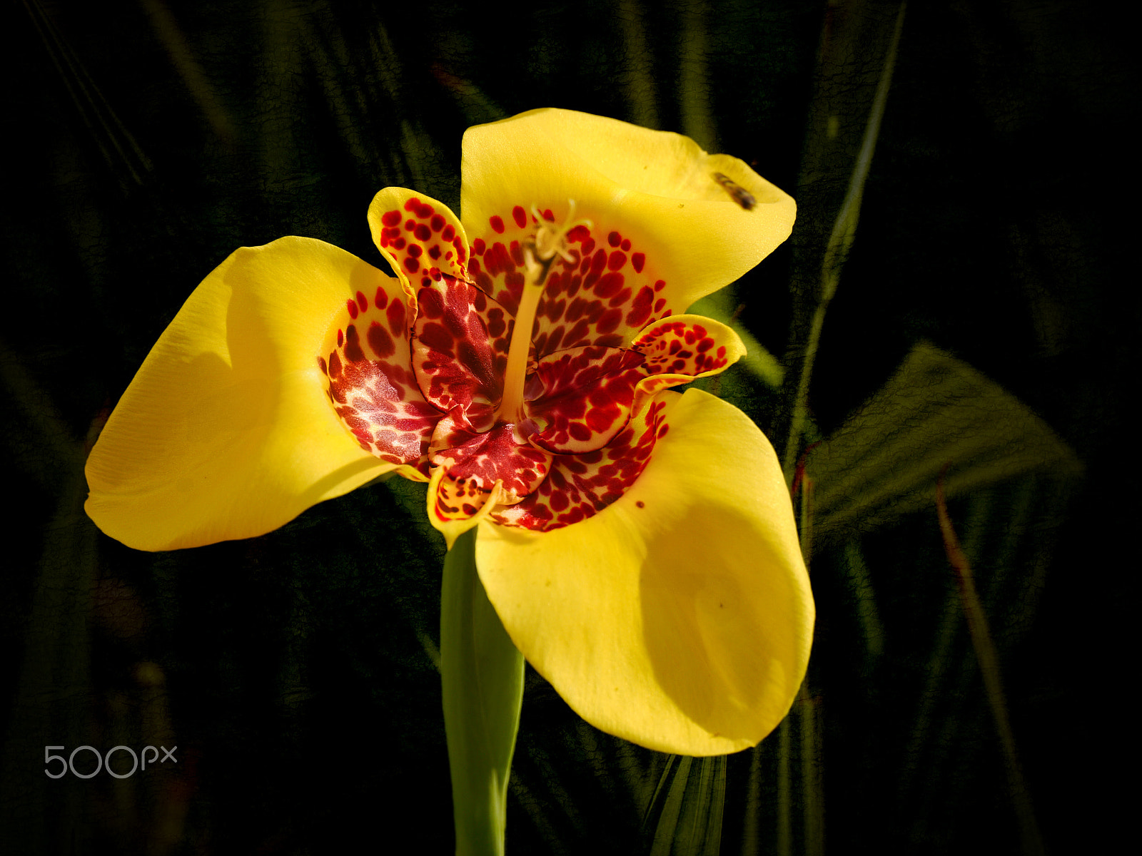 Panasonic Lumix DMC-G5 sample photo. One more yellow flower photography