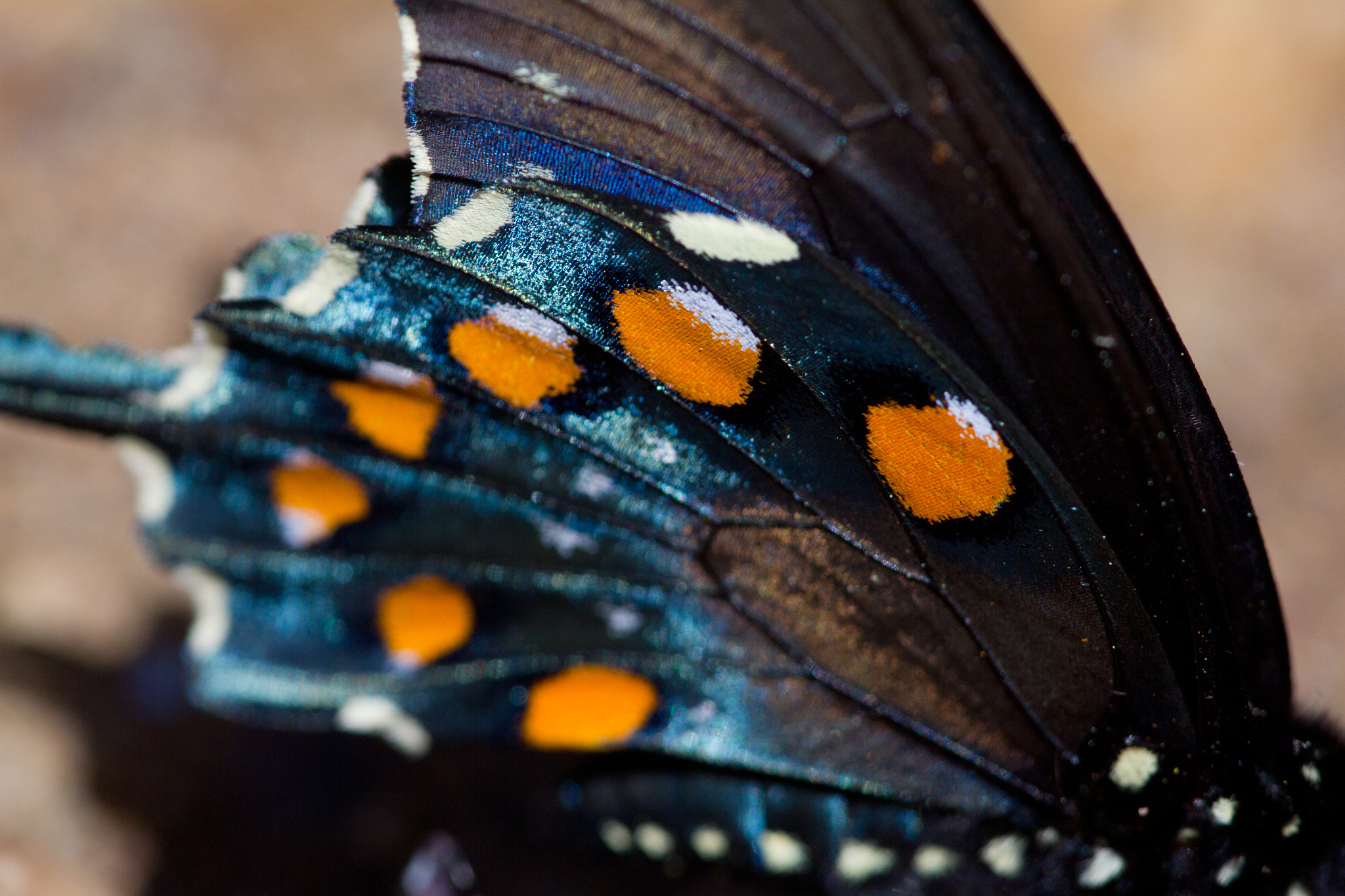 Canon EF 180mm F3.5L Macro USM sample photo. Butterfly photography