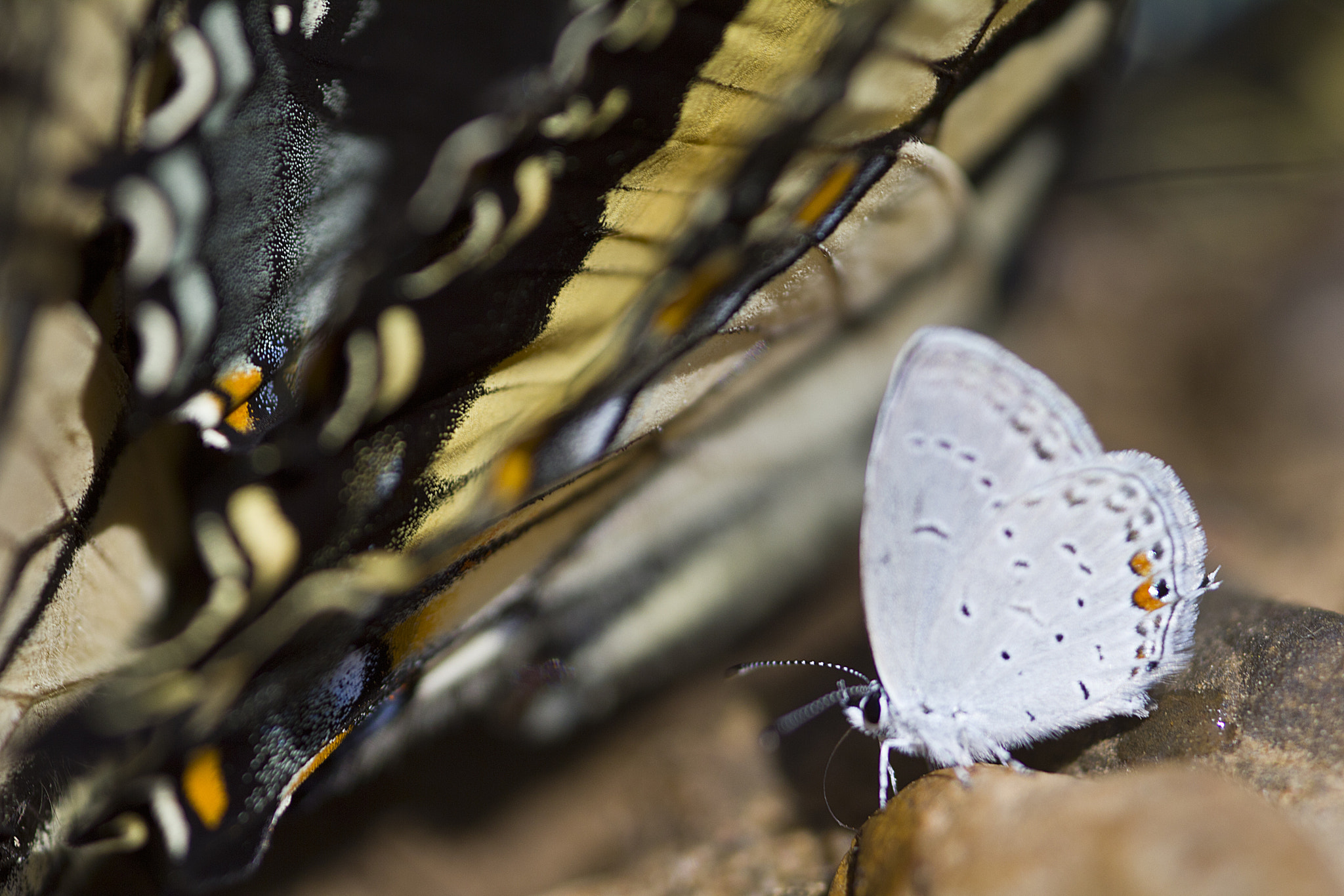 Canon EF 180mm F3.5L Macro USM sample photo. V photography
