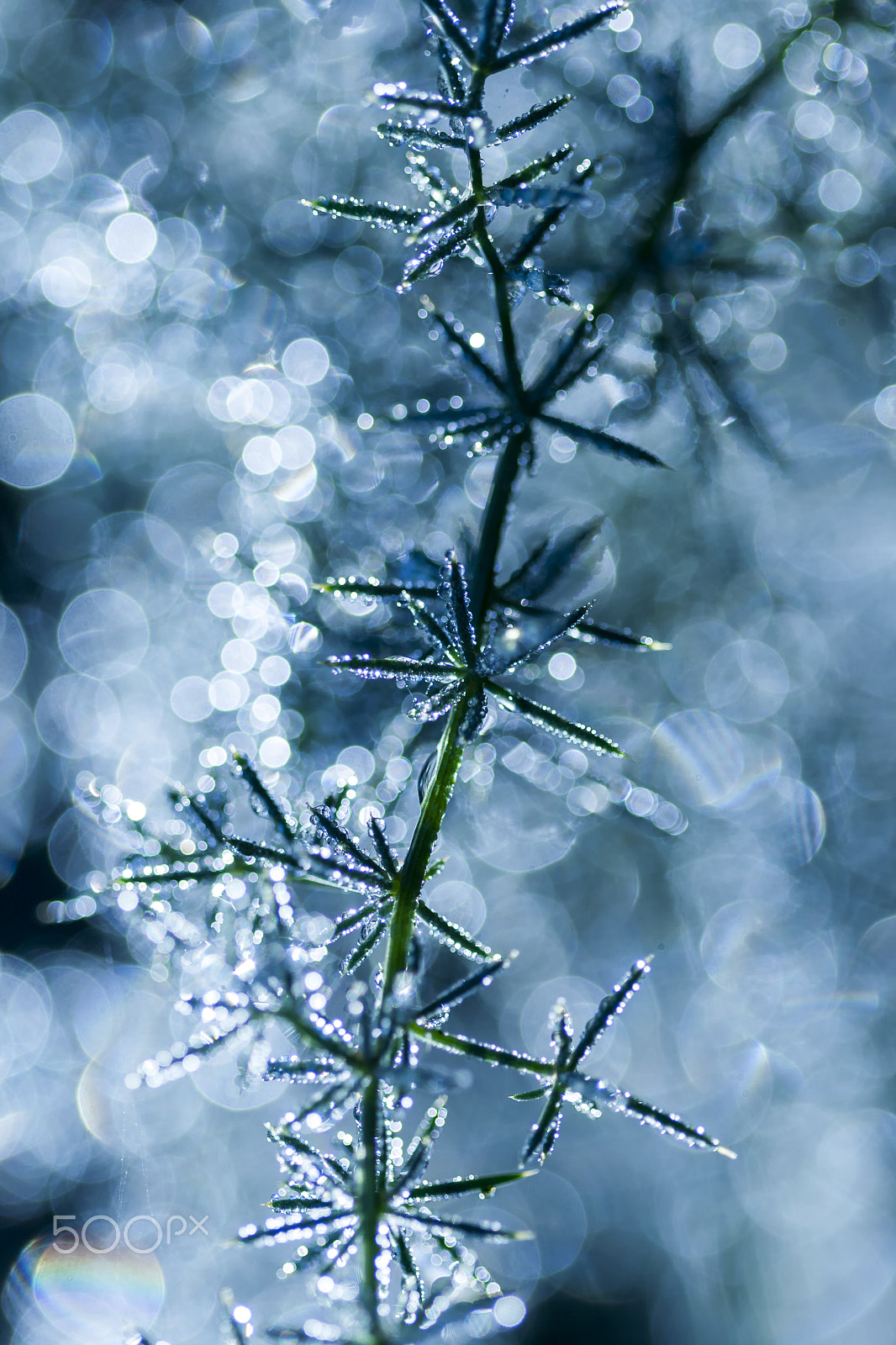 Canon EF 100mm F2.8 Macro USM sample photo. 30012016 doñana - 097 photography