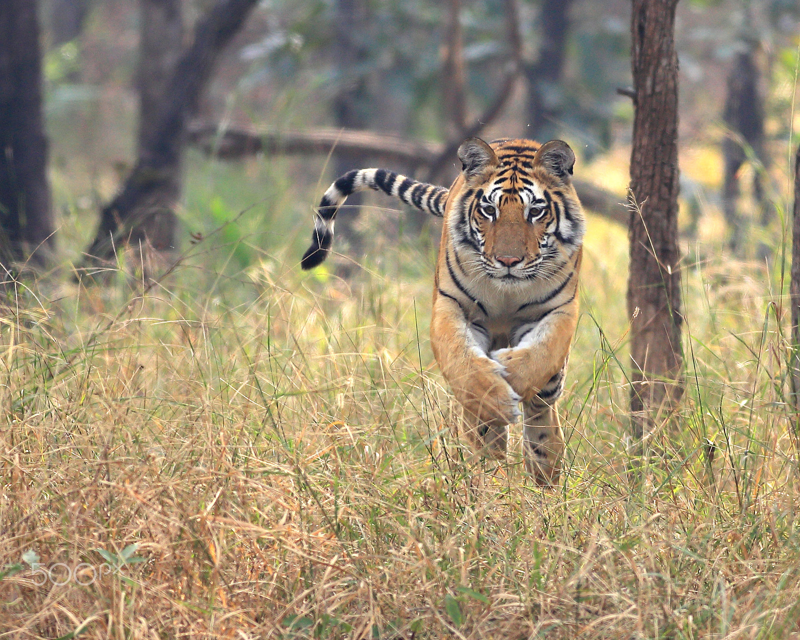 Canon EOS 6D + Canon EF 400mm F5.6L USM sample photo. Pouncing tiger photography