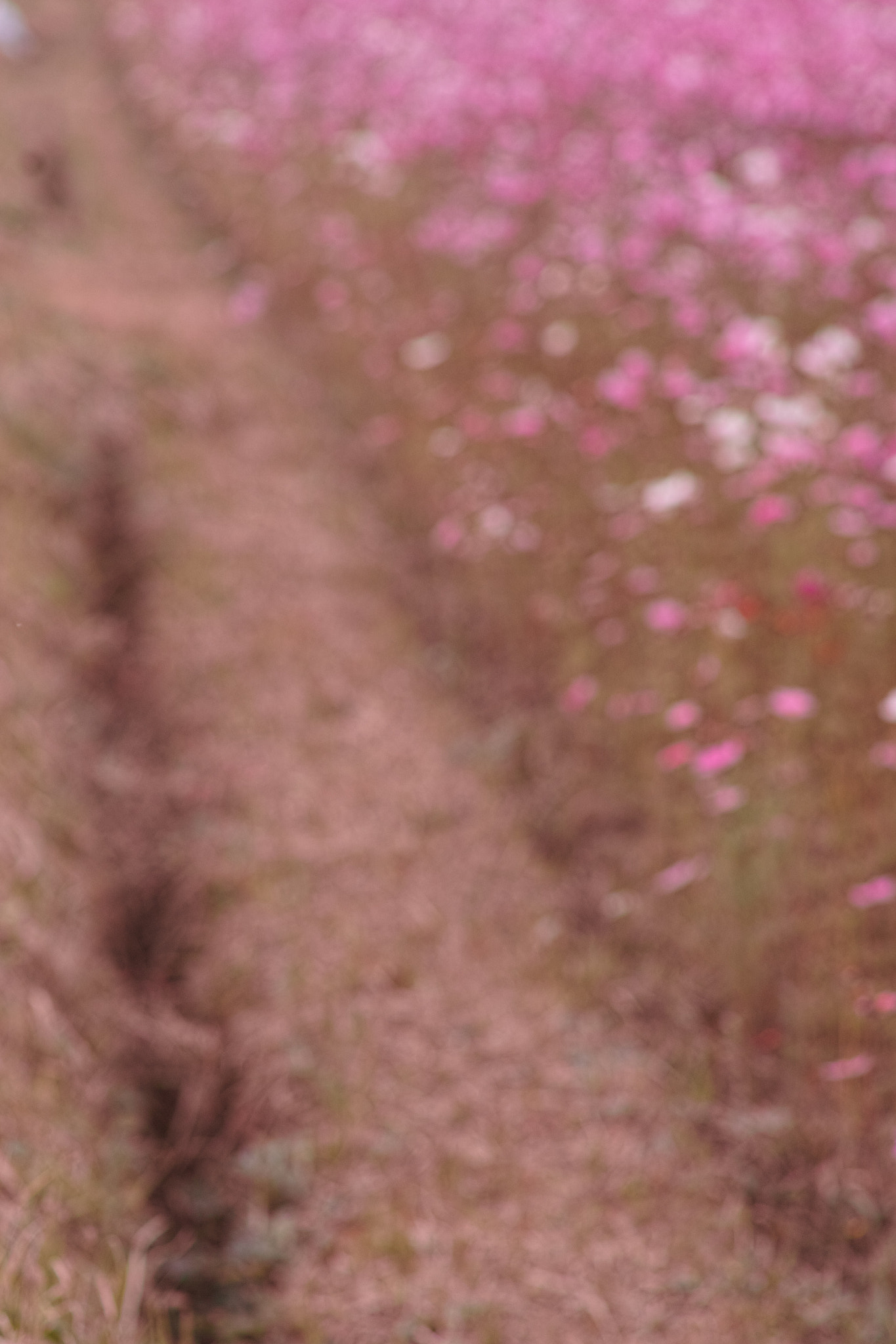 Sigma SD1 Merrill + Sigma 85mm F1.4 EX DG HSM sample photo. Fumi photography